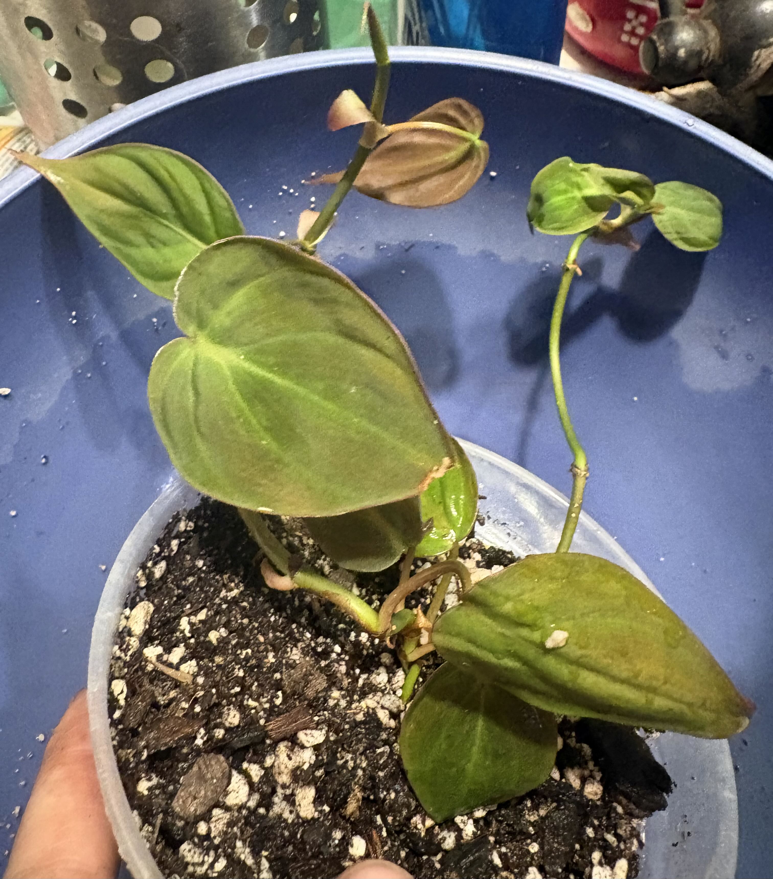 Photo from the post