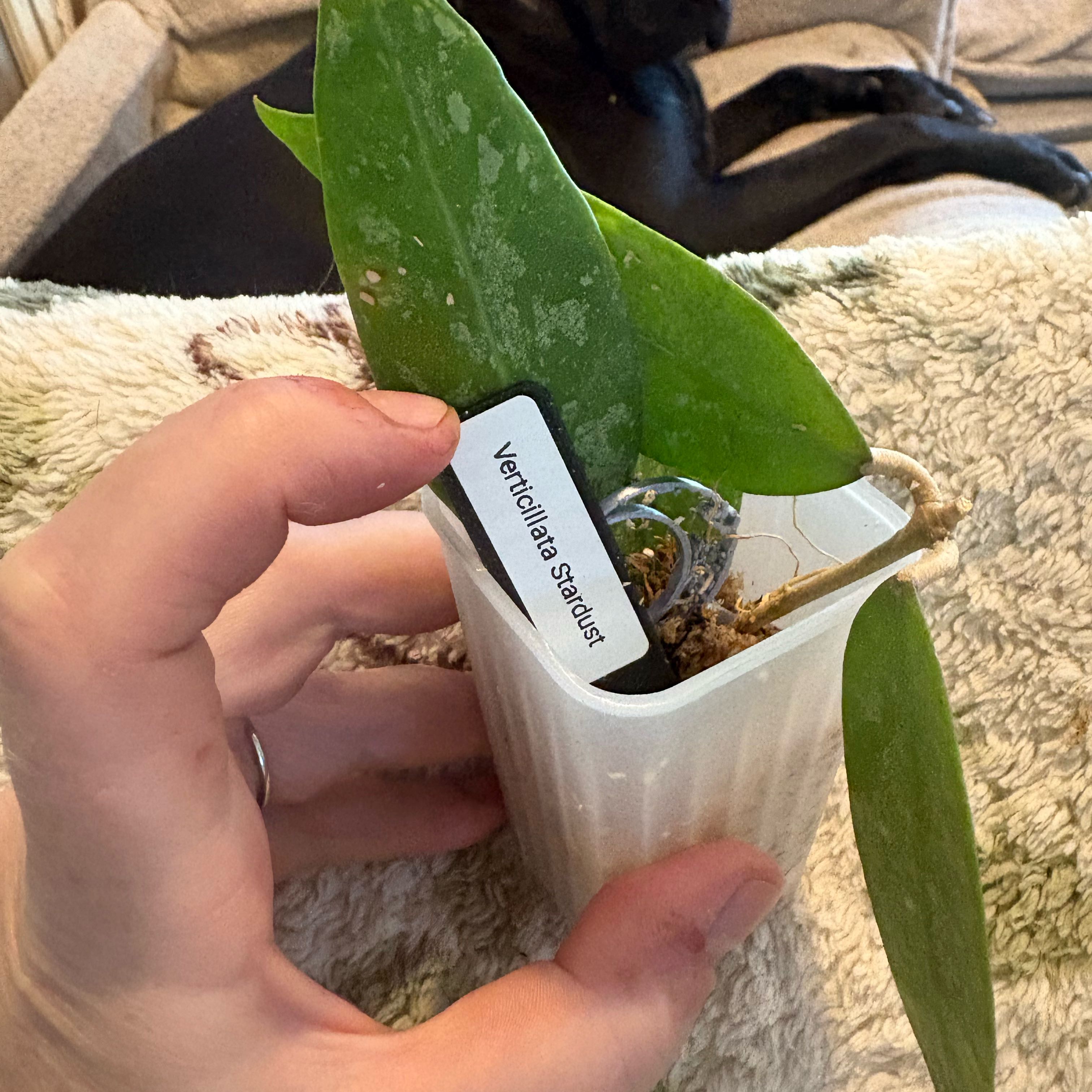 Photo of the plant species Hoya verticillata by @Idplantthat named Dolores on Greg, the plant care app