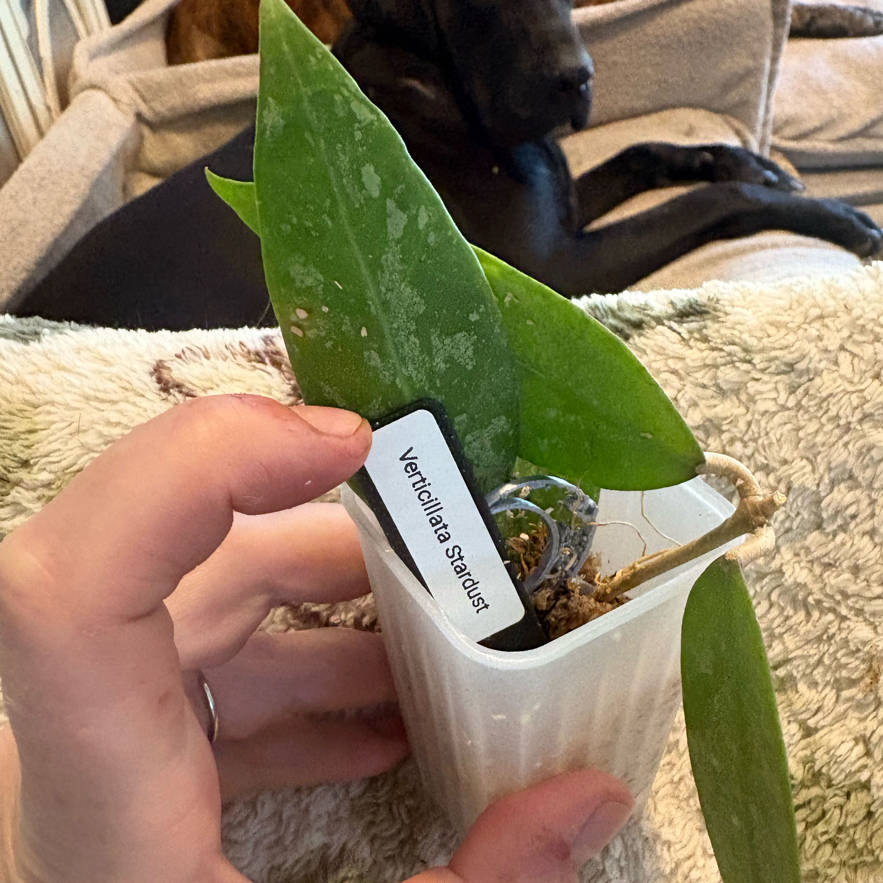 Photo of the plant species Hoya verticillata by @Idplantthat named Kardashian on Greg, the plant care app