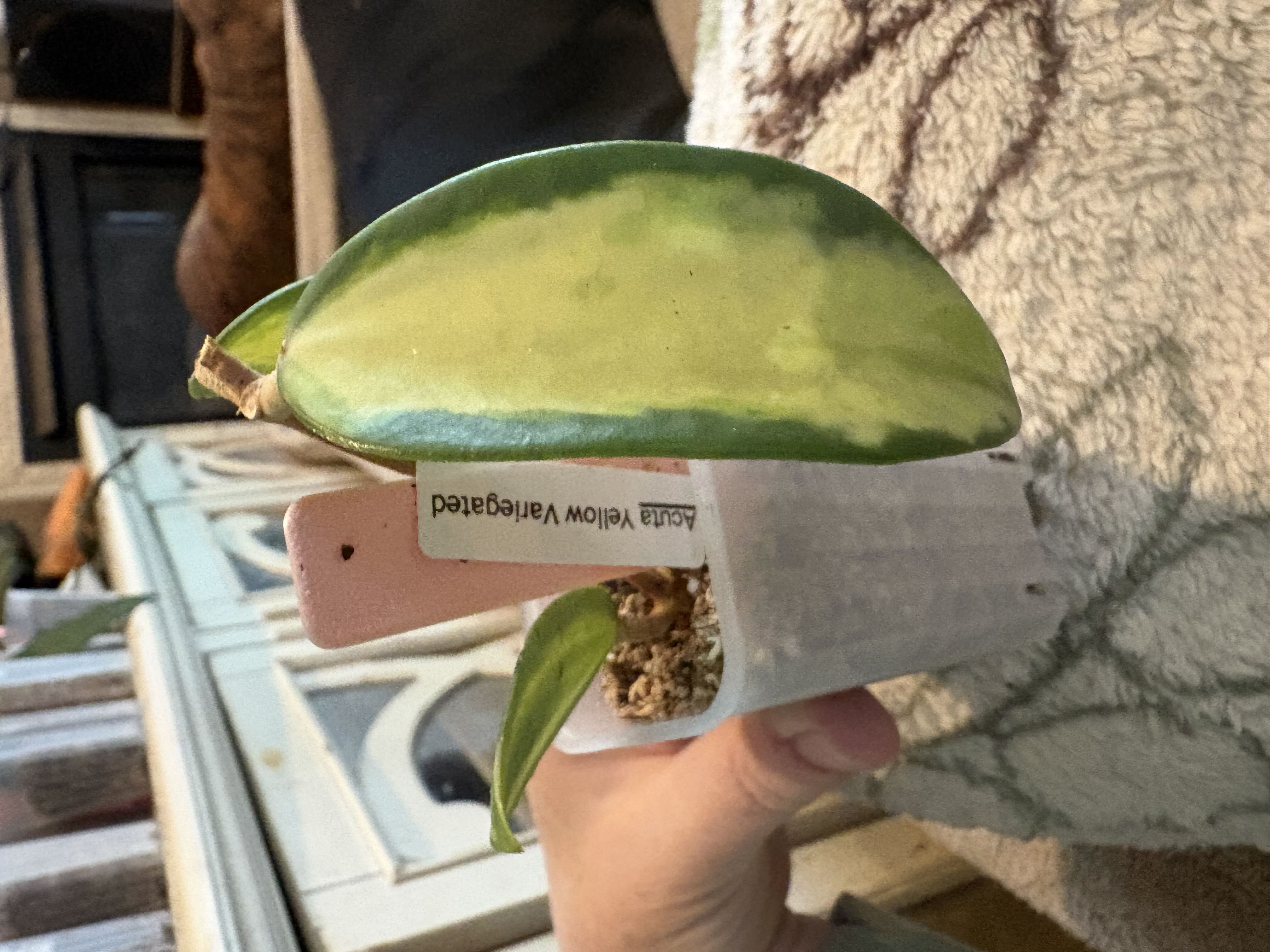 Photo from the post