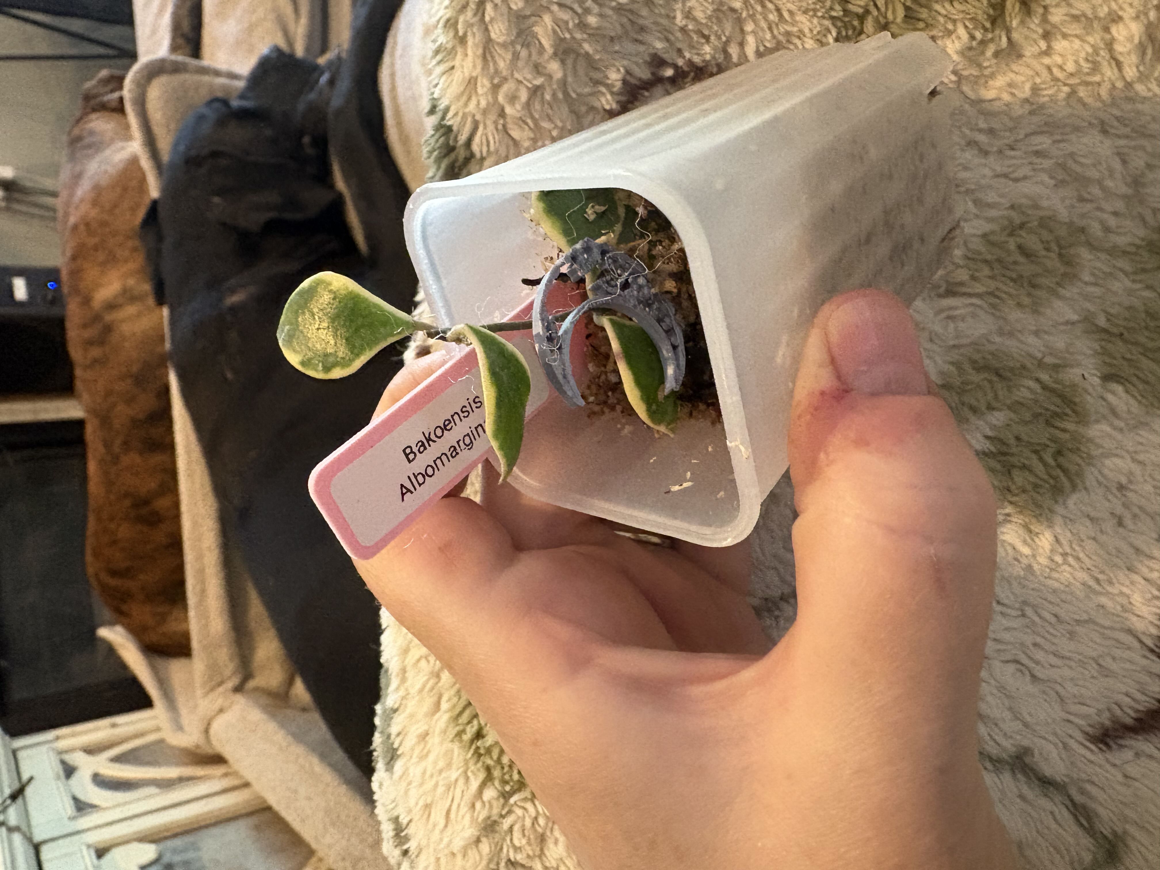 Photo from the post