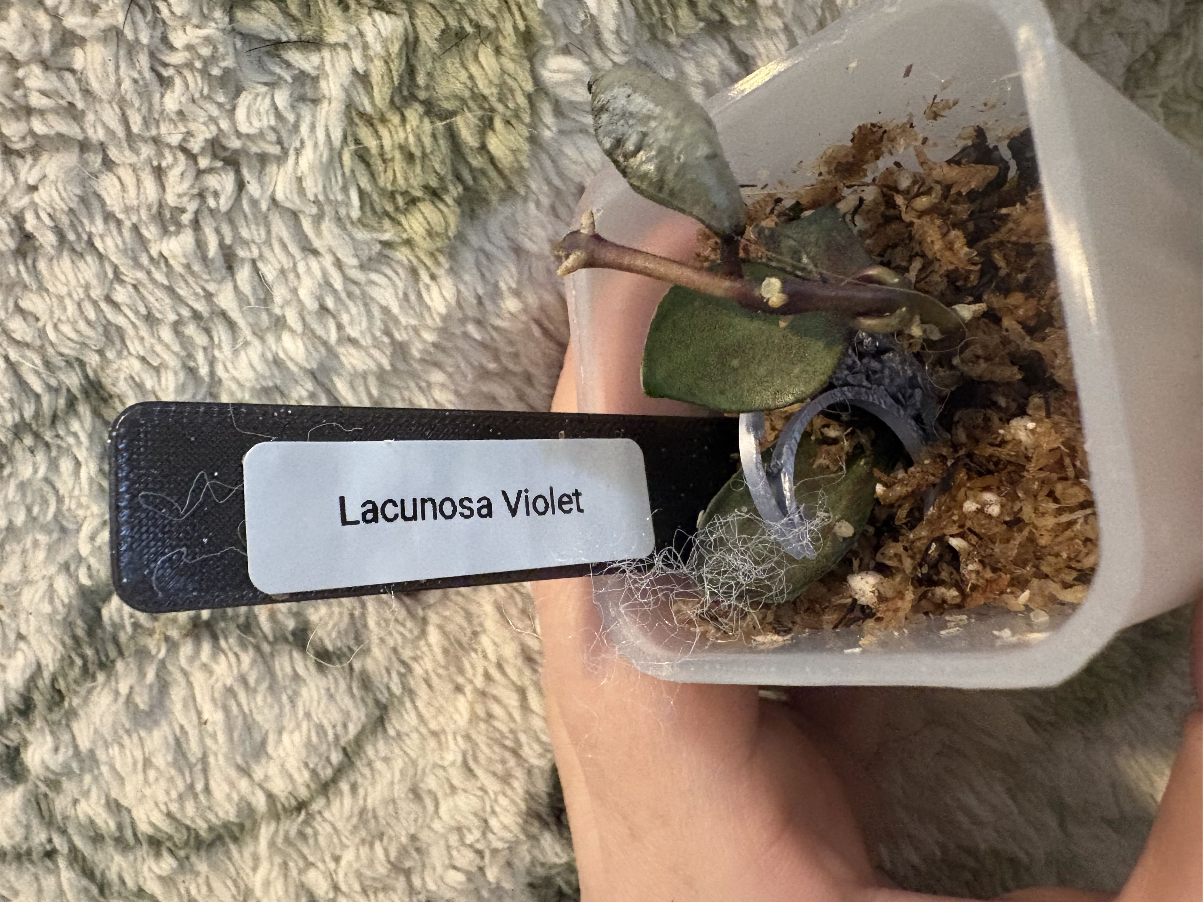 Photo from the post