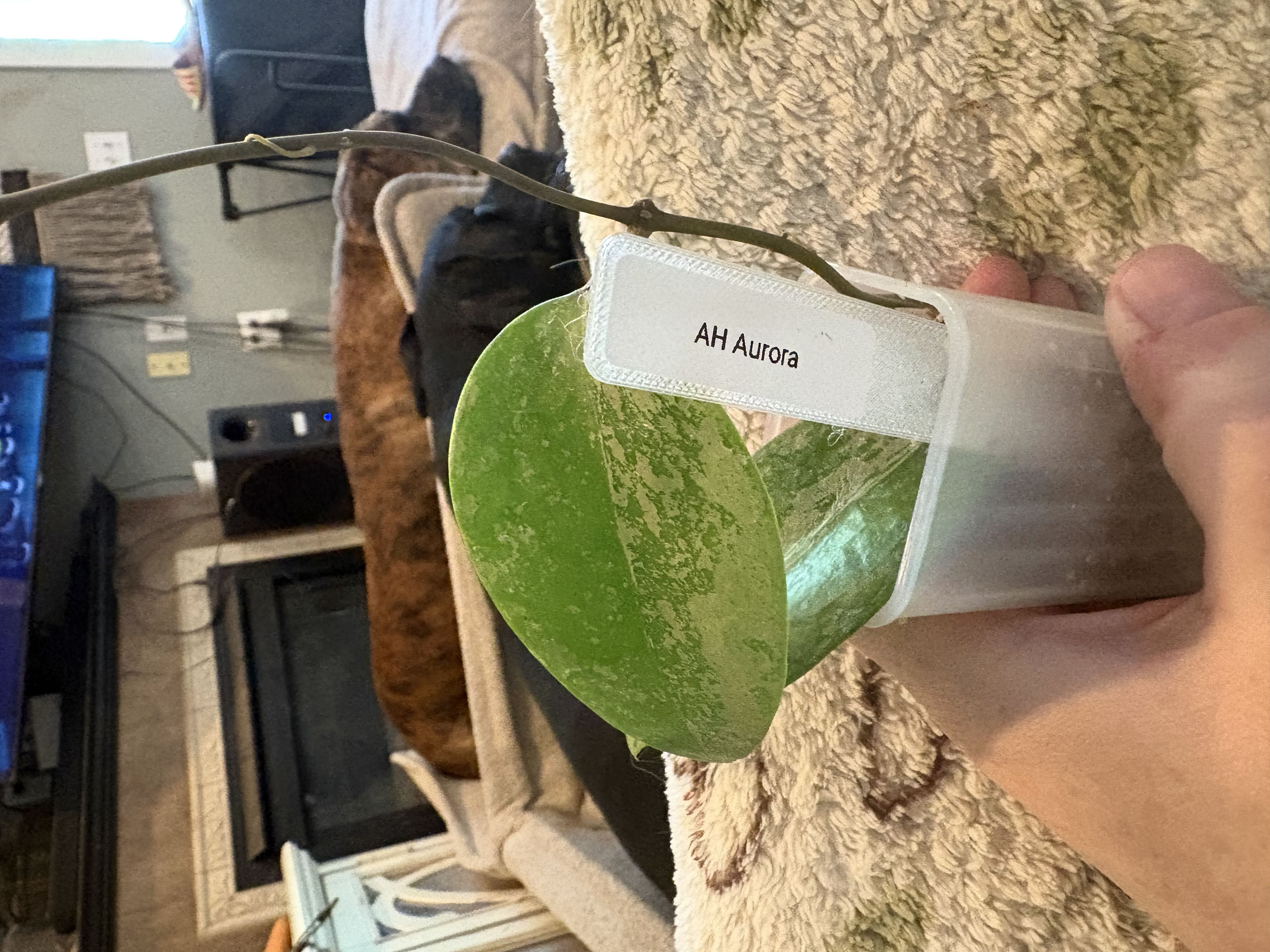 Photo from the post