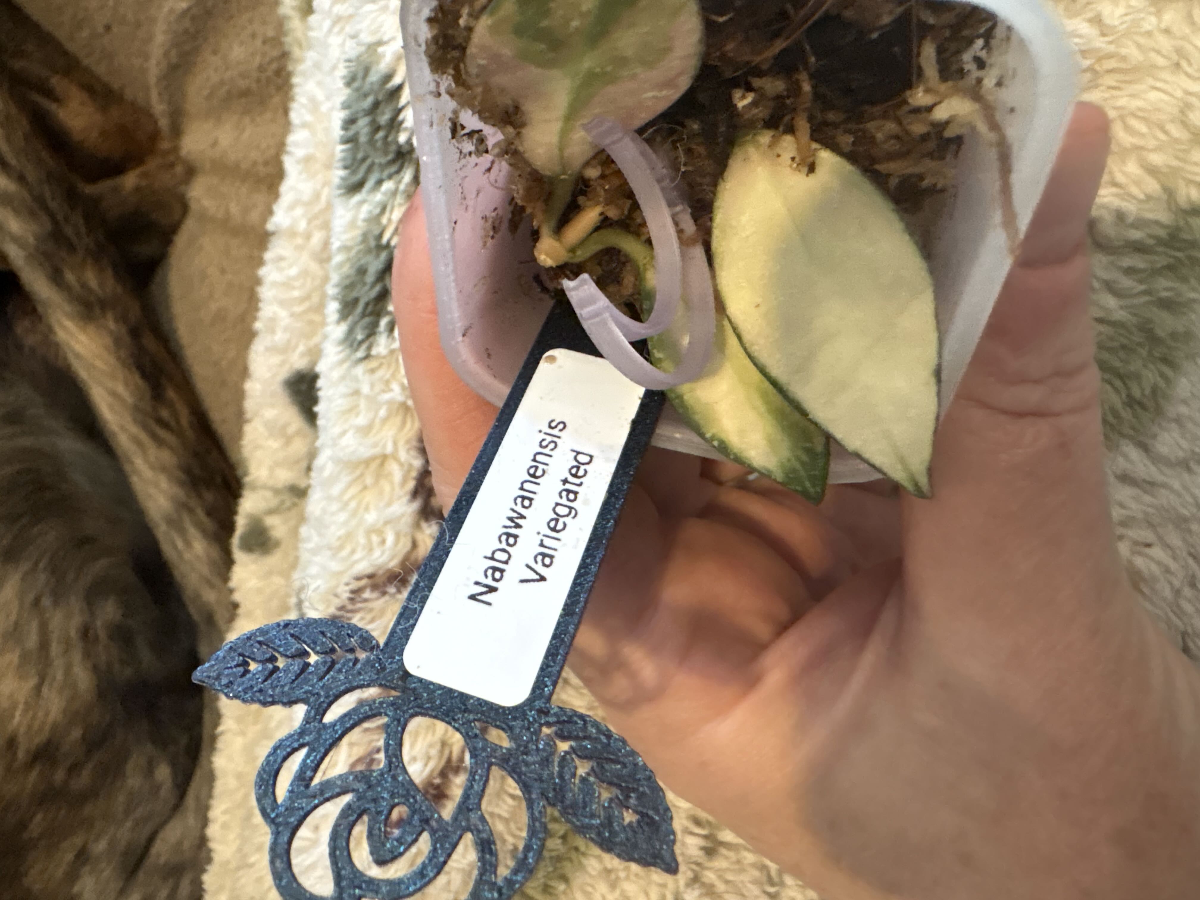 Photo from the post