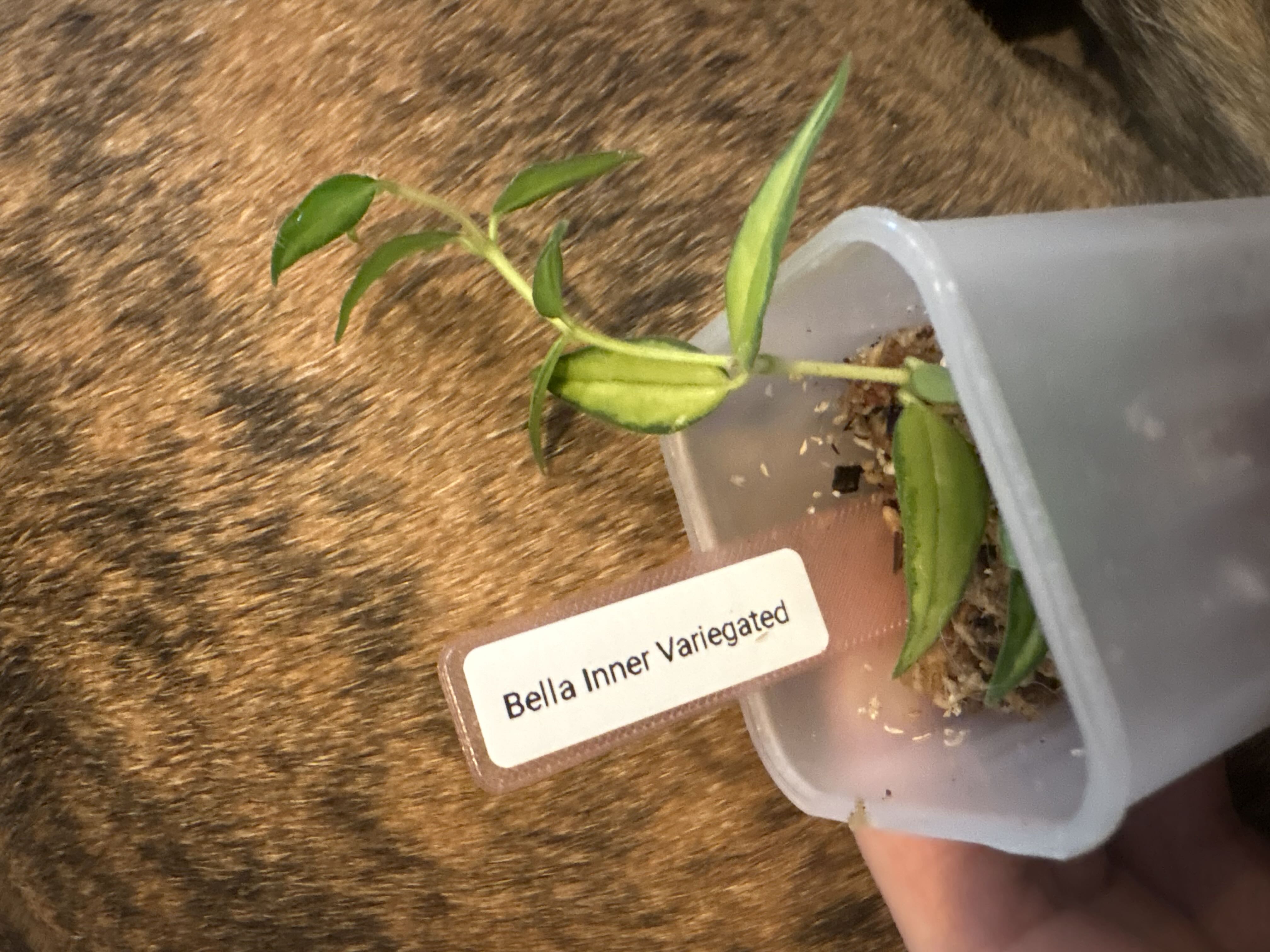 Photo from the post