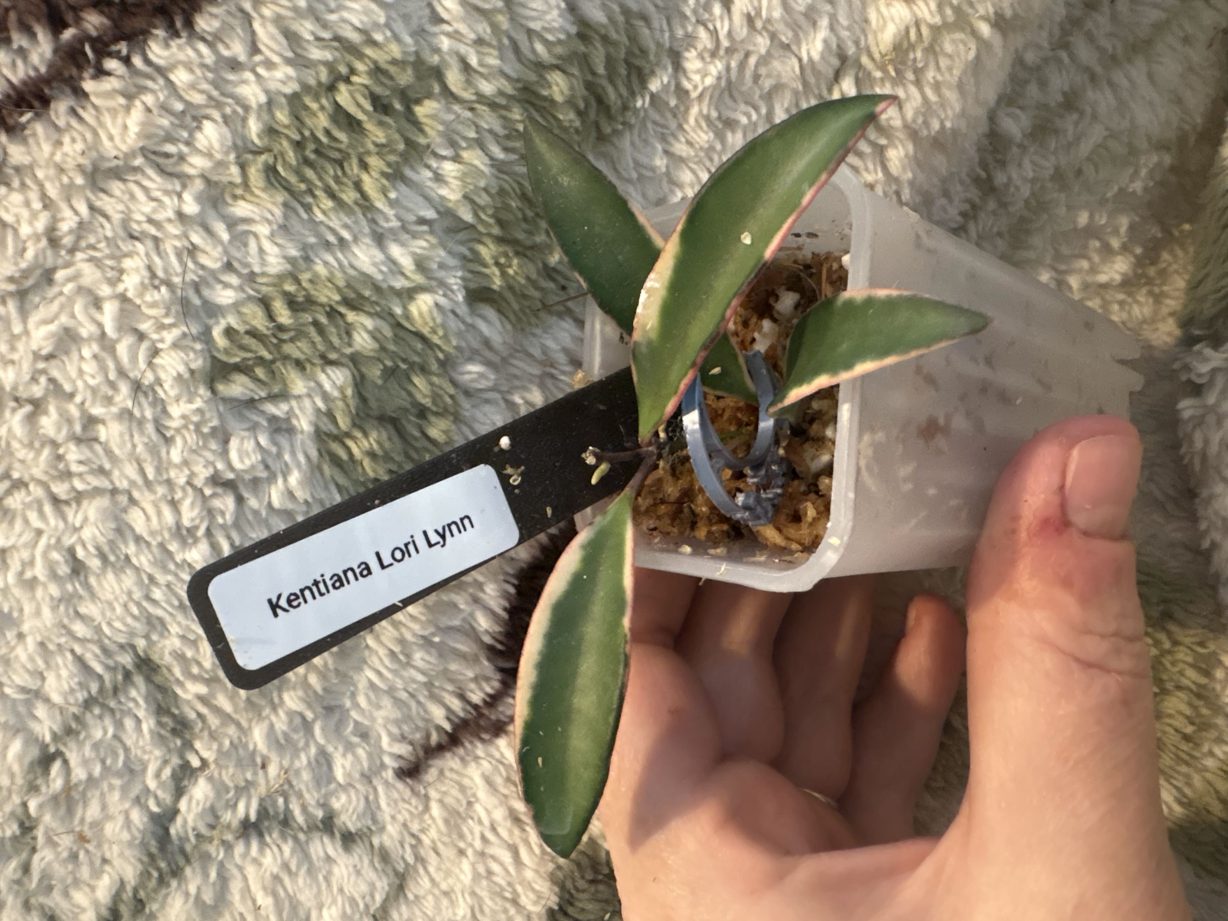 Photo from the post