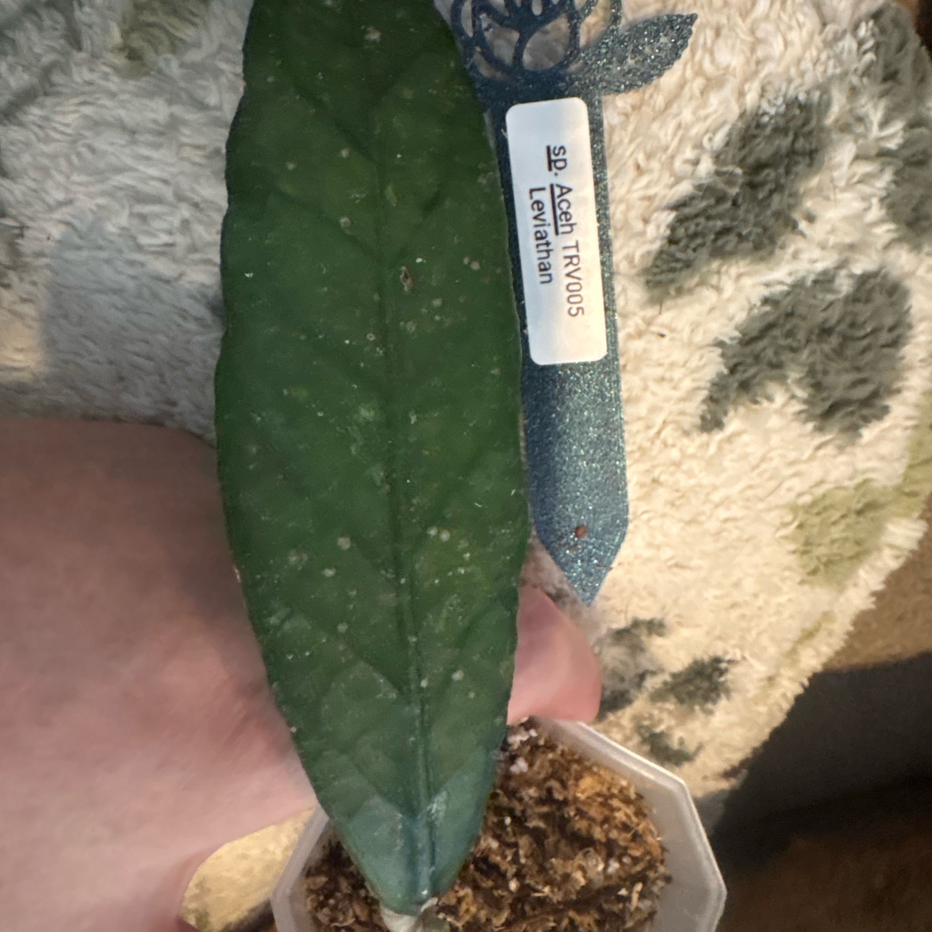 Photo of the plant species Leviathan Hoya by @Idplantthat named Beckham on Greg, the plant care app