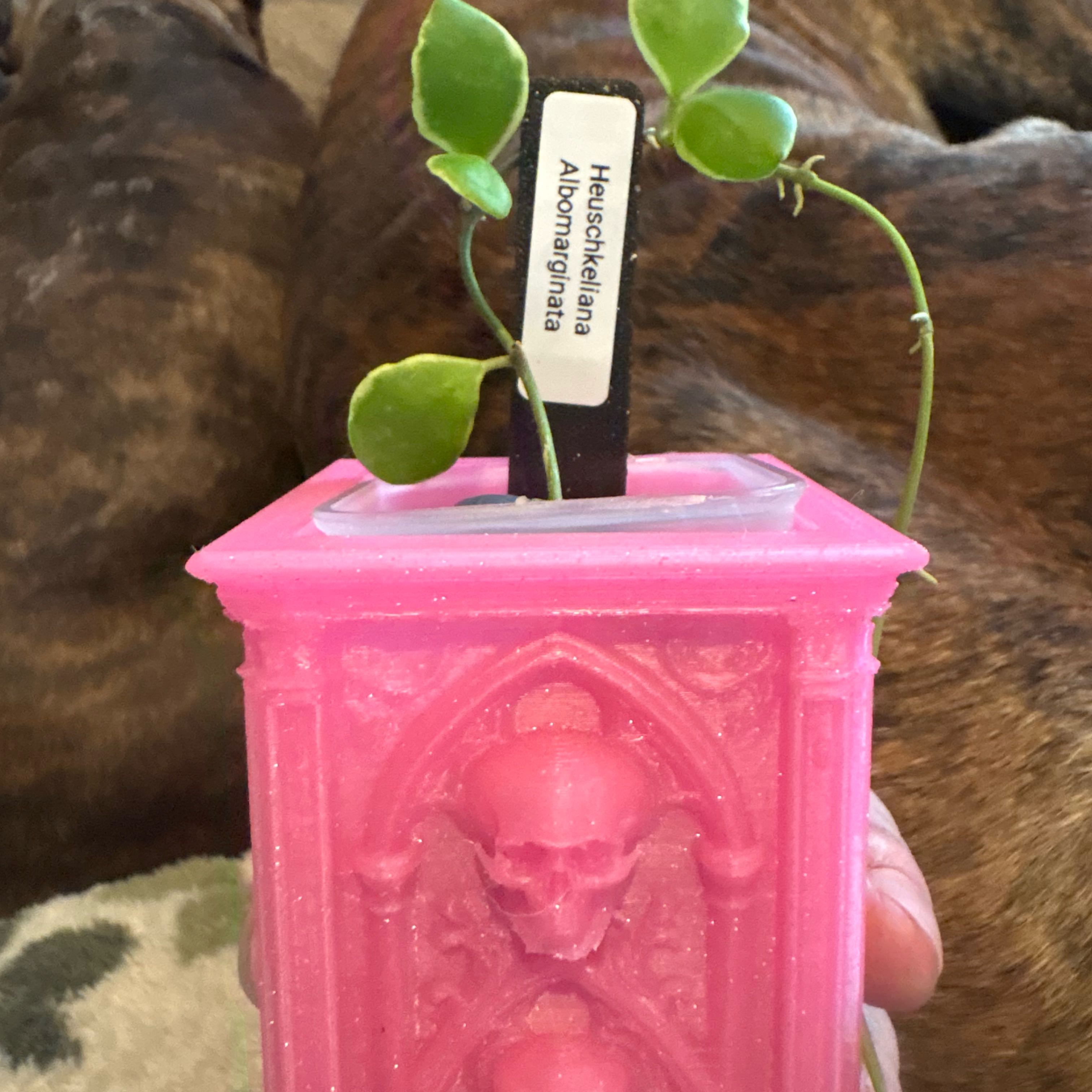 Photo of the plant species Hoya heuschkeliana variegata by @Idplantthat named Denali on Greg, the plant care app