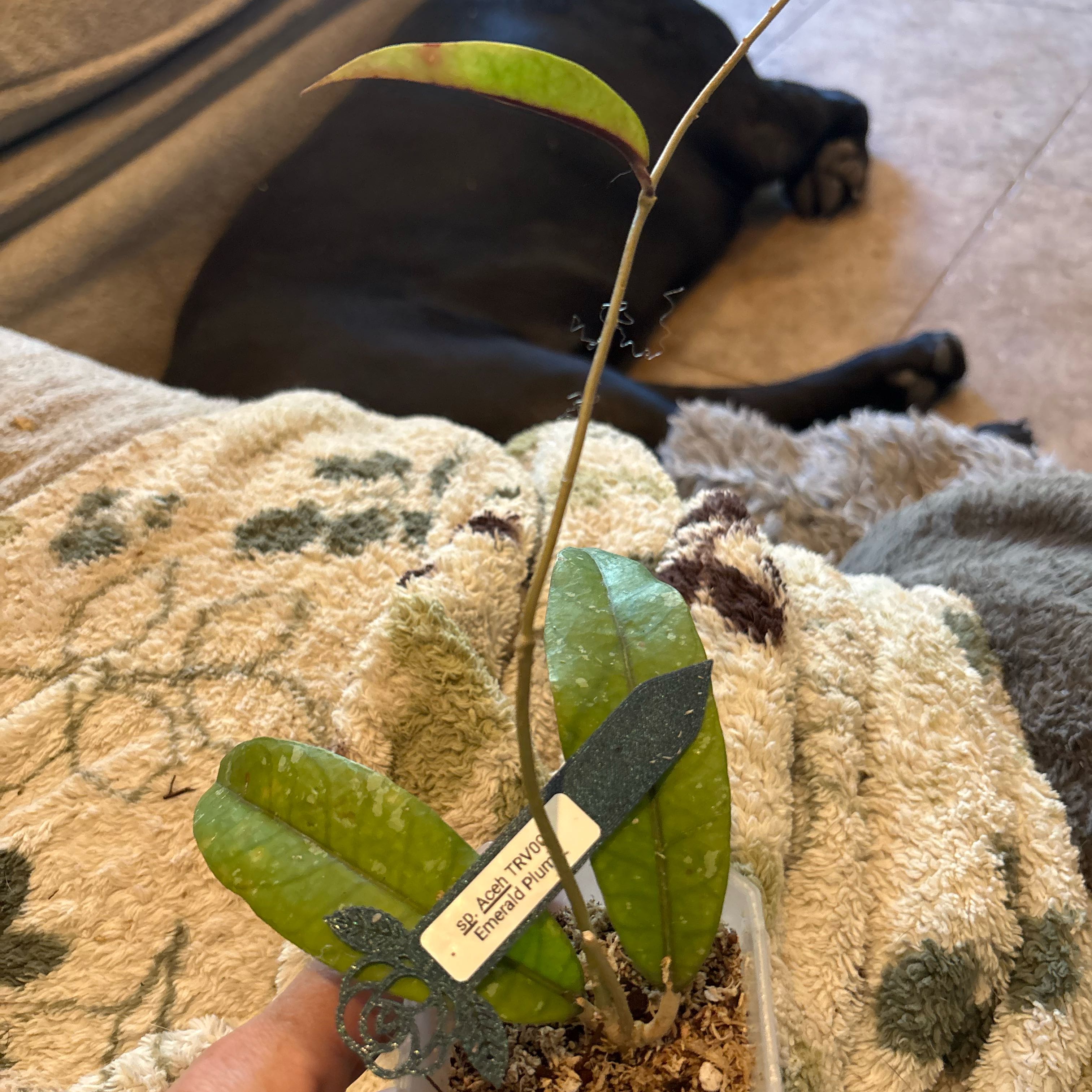 Photo of the plant species Hoya Emerald Plum by @Idplantthat named Planty on Greg, the plant care app
