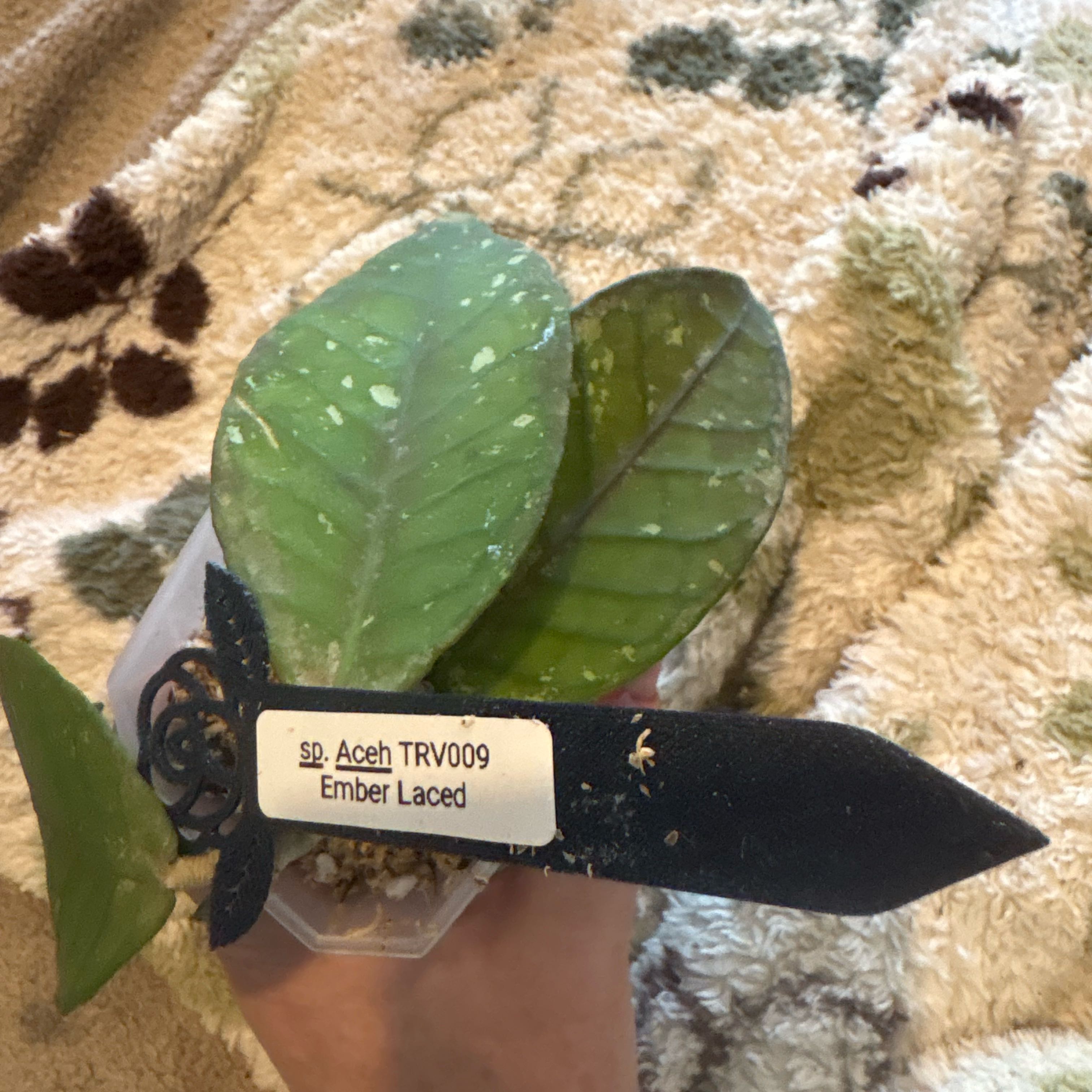 Photo of the plant species Ember Lace Hoya by @Idplantthat named Clooney on Greg, the plant care app