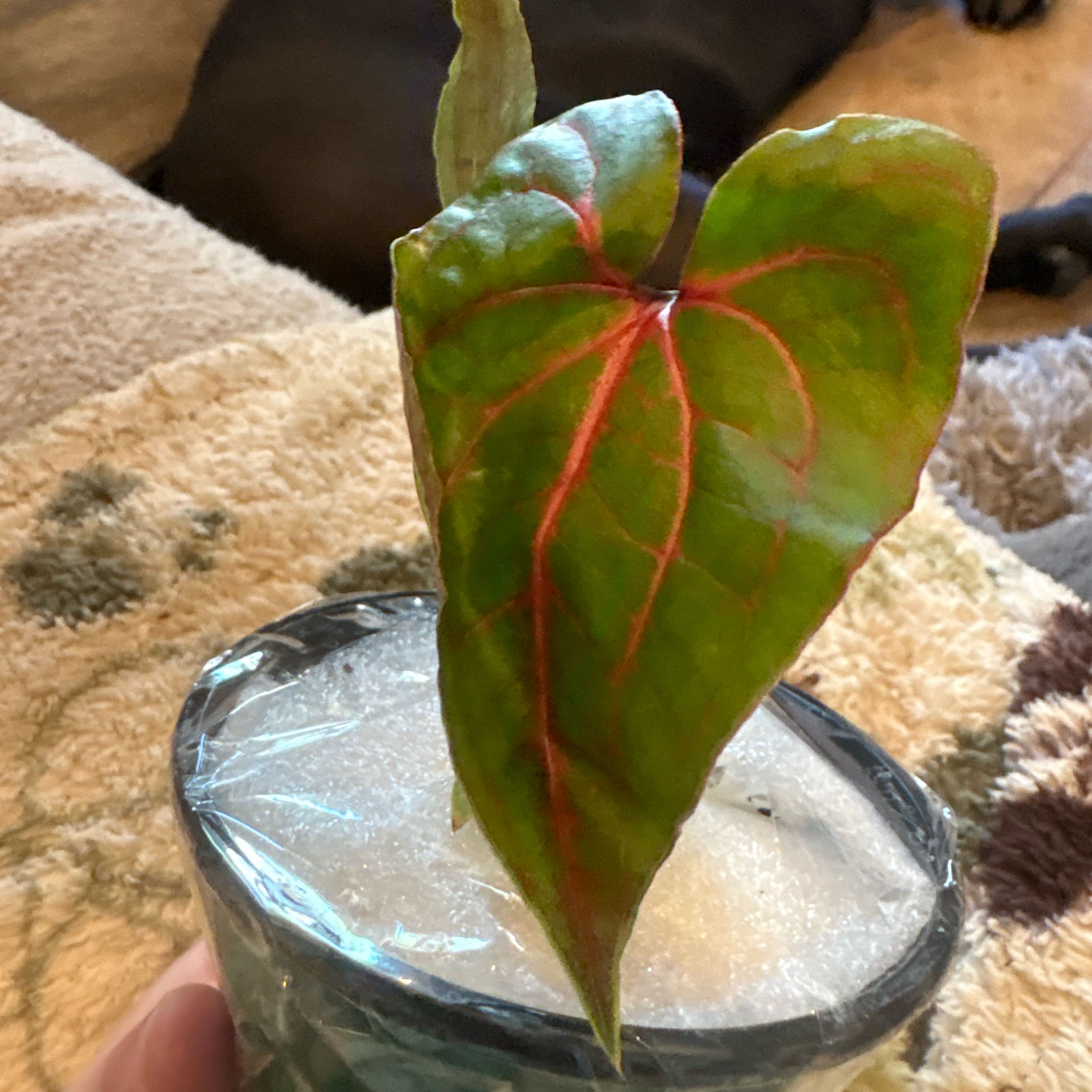 Photo of the plant species Cyrtosperma johnstonii by @Idplantthat named Sanders on Greg, the plant care app