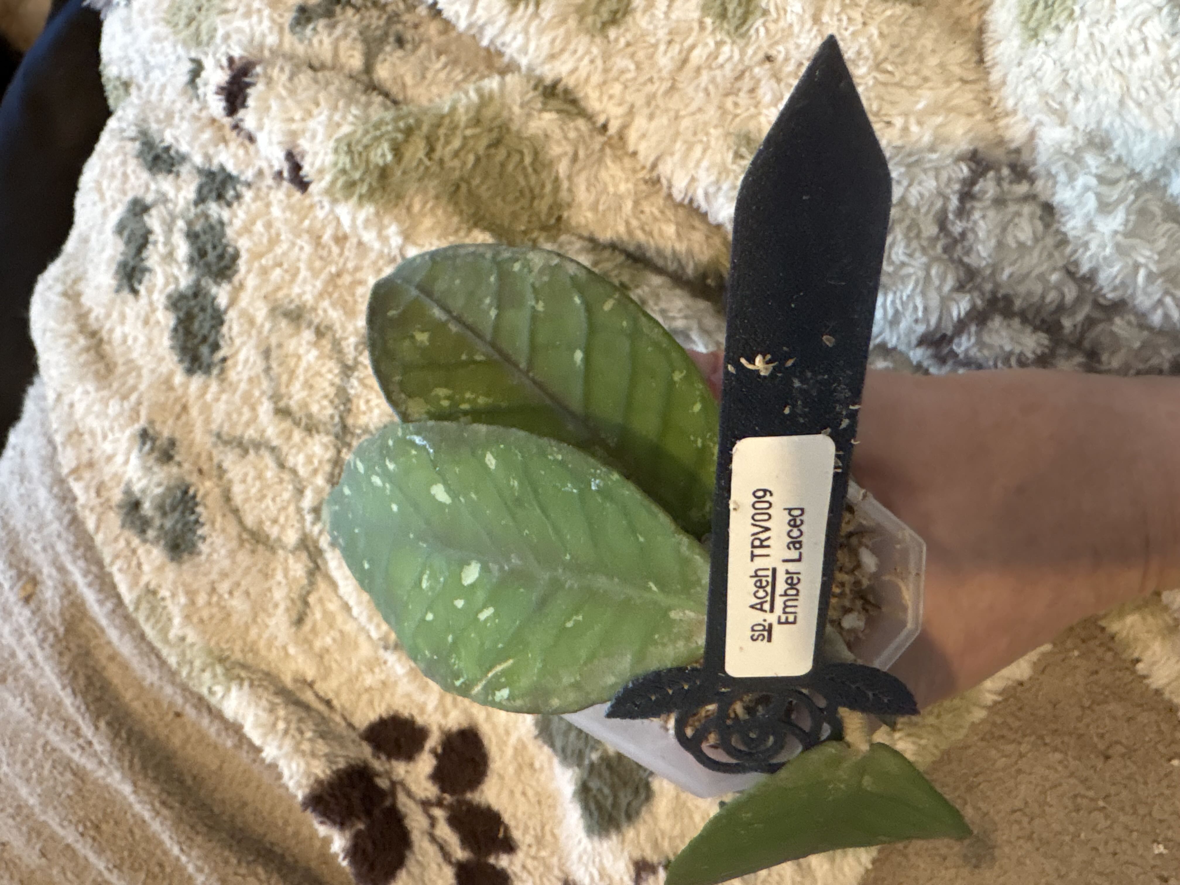 Photo from the post