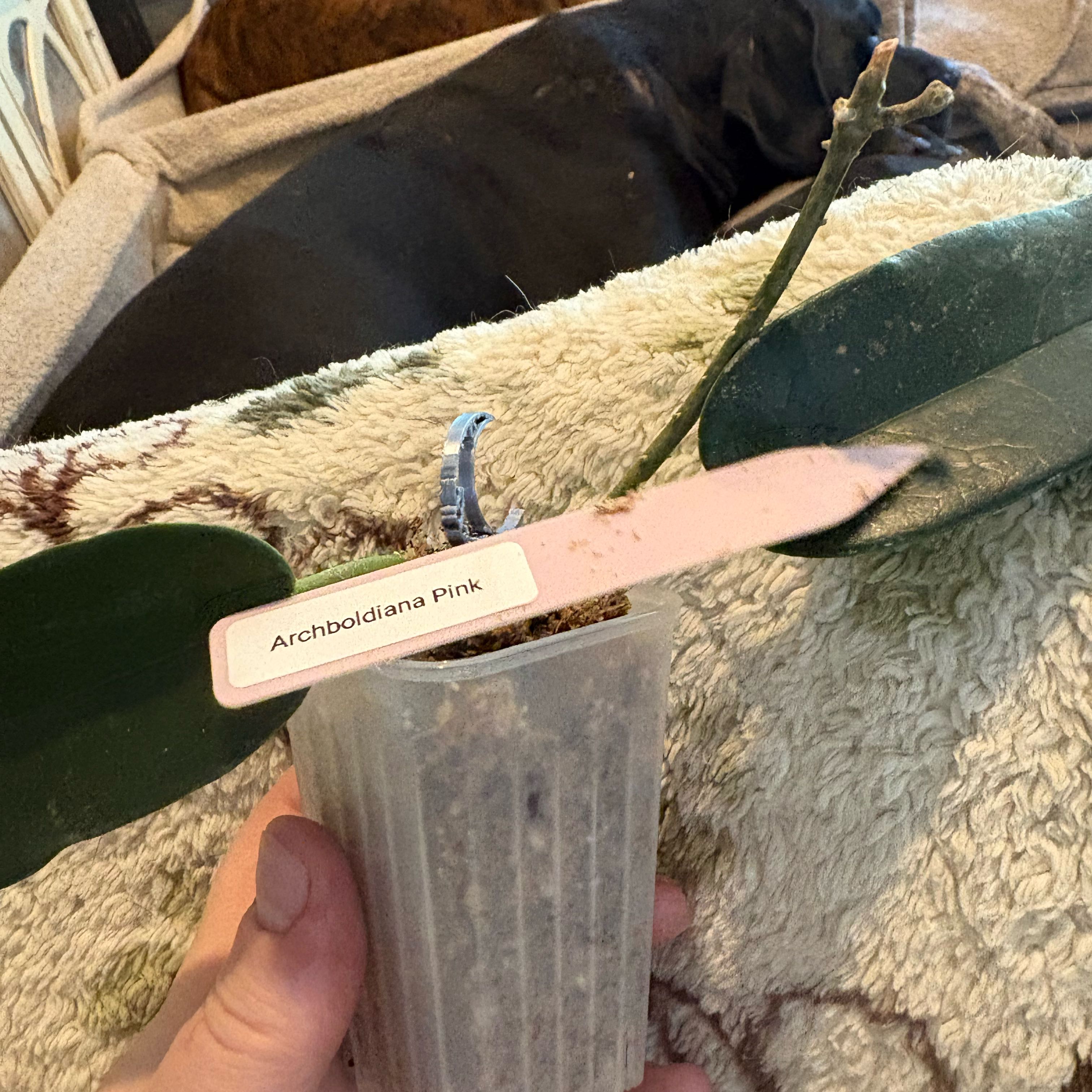 Photo of the plant species Pink Archboldiana Hoya by @Idplantthat named Mando on Greg, the plant care app