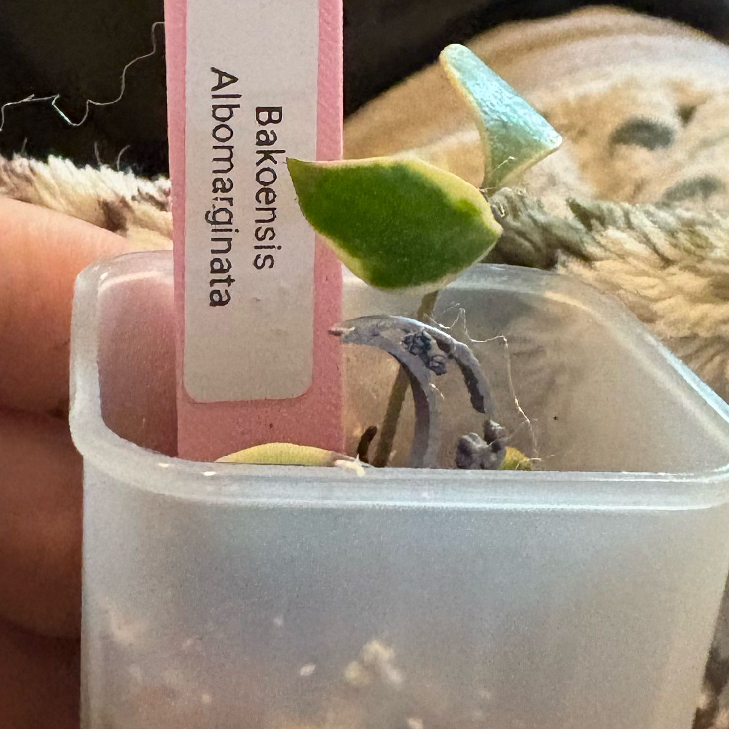 Photo of the plant species Hoya bakoensis by @Idplantthat named Kendall on Greg, the plant care app