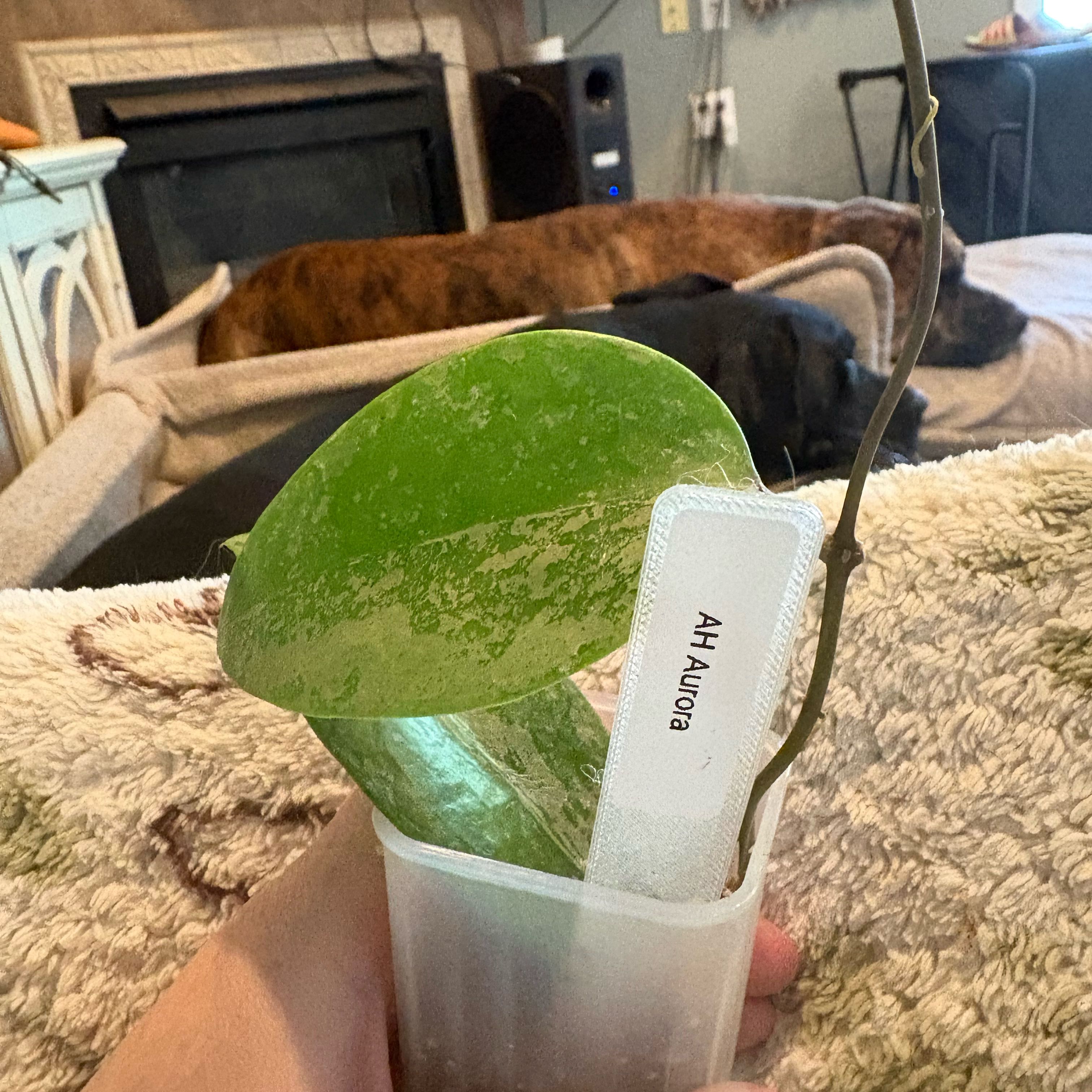Photo of the plant species Hoya AH Aurora by @Idplantthat named Nemo on Greg, the plant care app