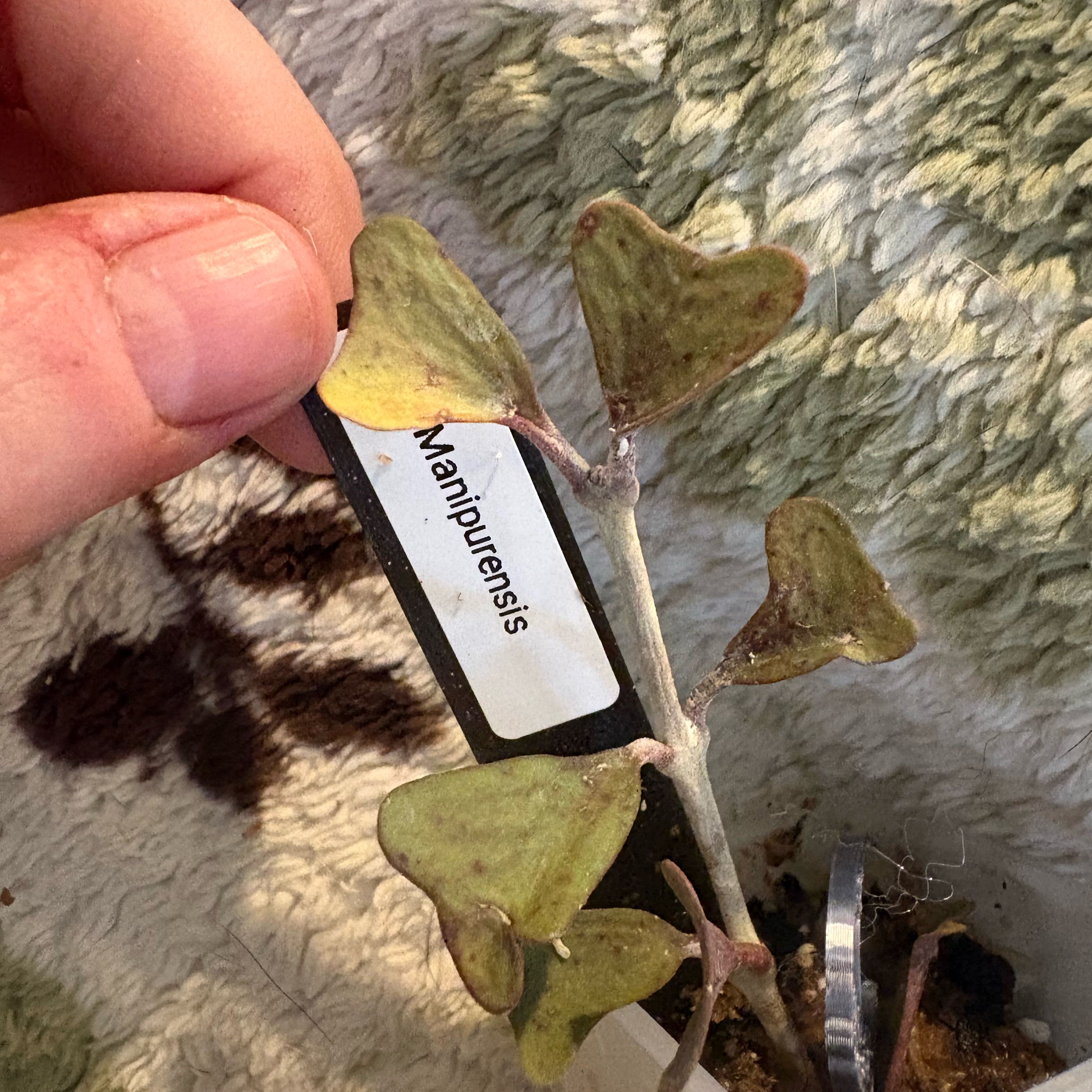 Photo of the plant species Hoya Manipurensis by @Idplantthat named Aria on Greg, the plant care app