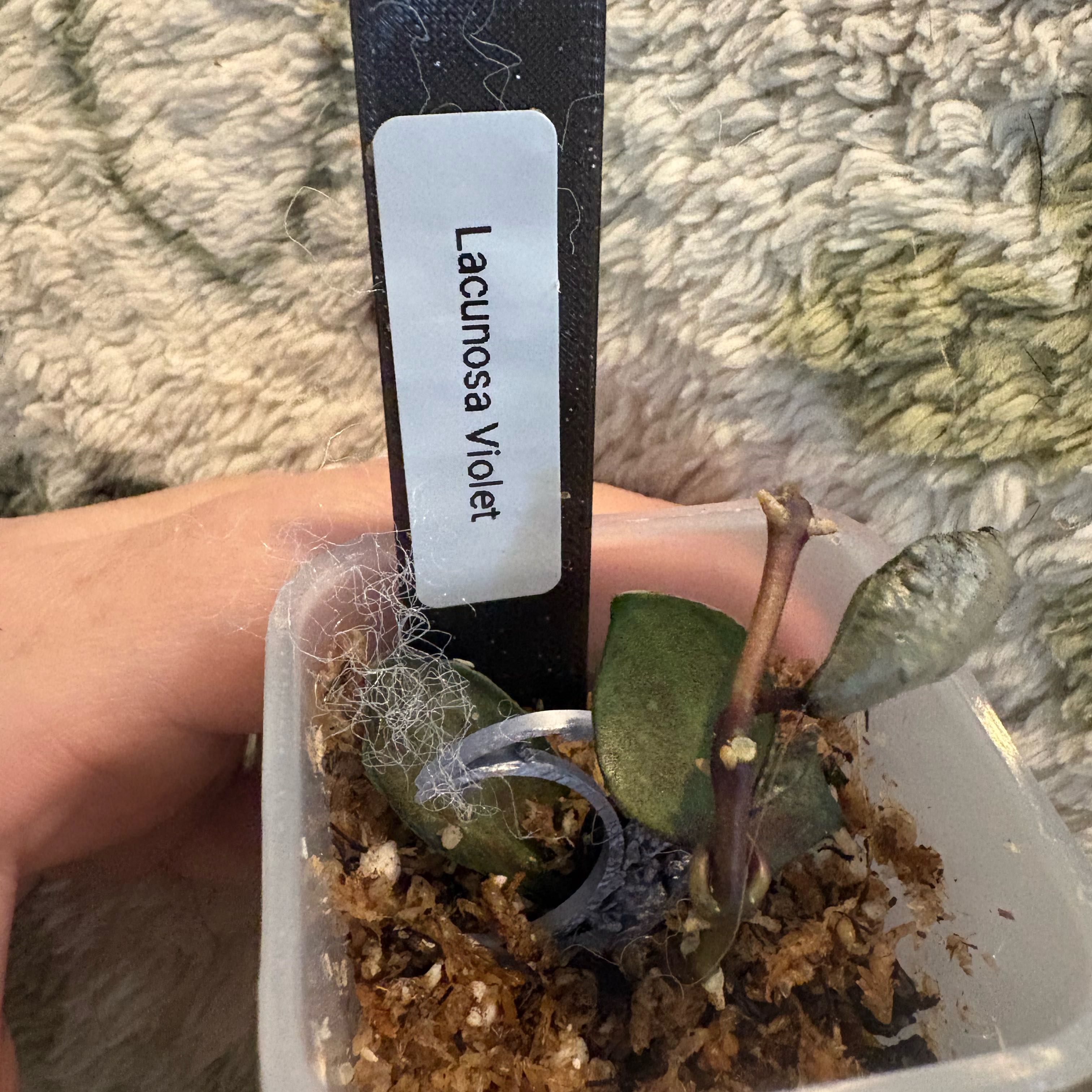 Photo of the plant species Hoya Lacunosa Violet by @Idplantthat named Gobi on Greg, the plant care app