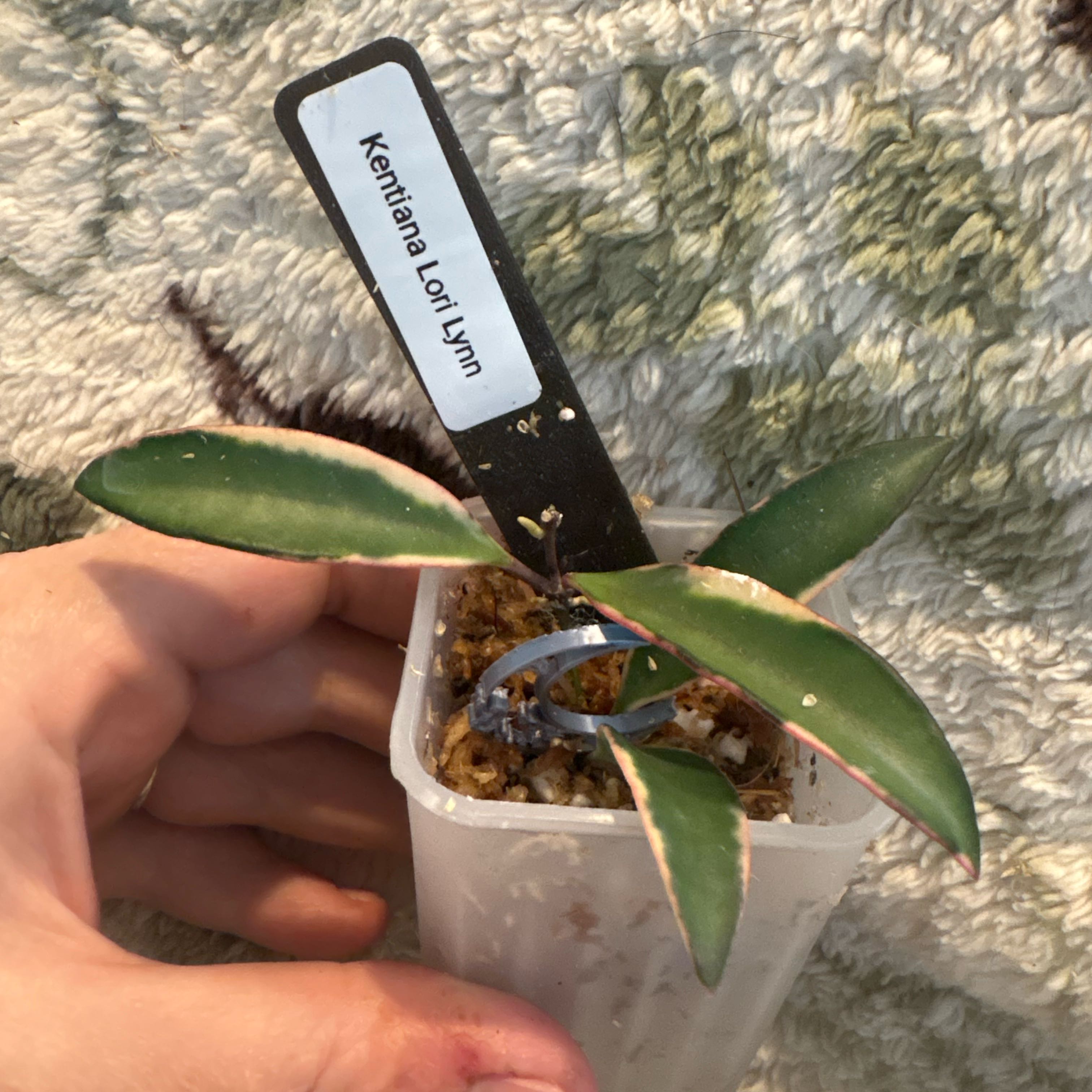 Photo of the plant species Variegated Hoya kentiana by @Idplantthat named Spike Leaves on Greg, the plant care app