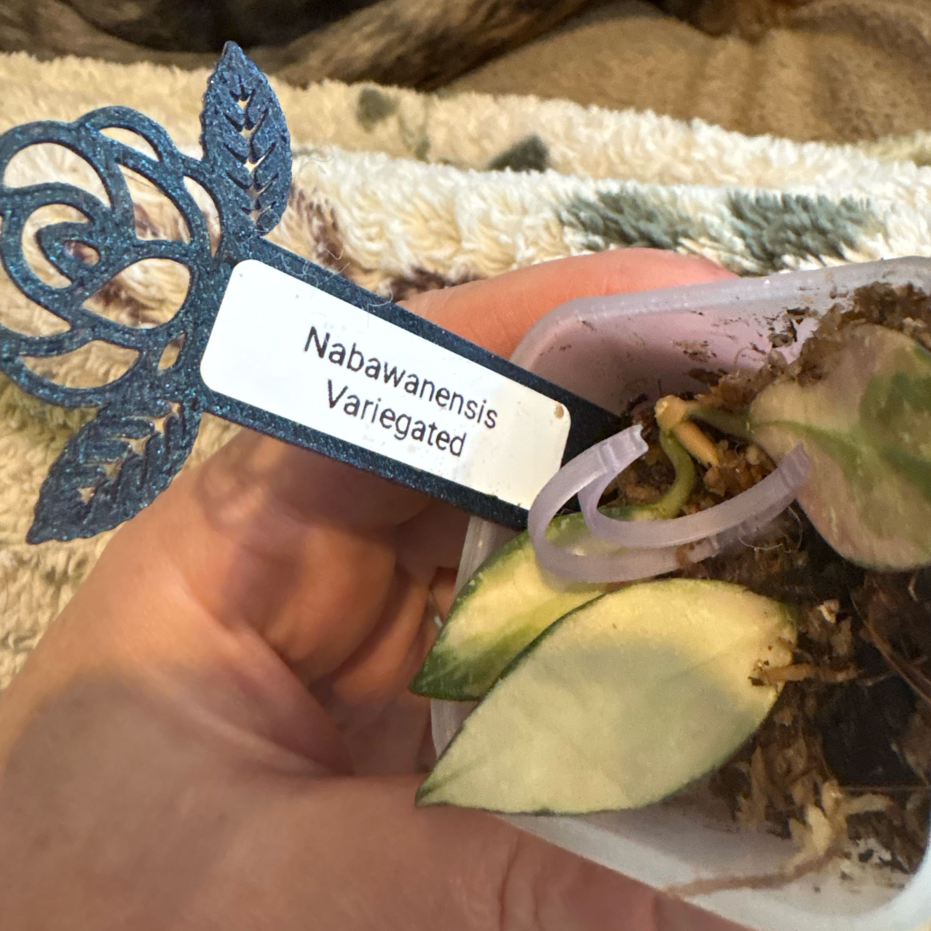 Photo of the plant species Hoya Nabawanensis Variegated by @Idplantthat named Lebron on Greg, the plant care app