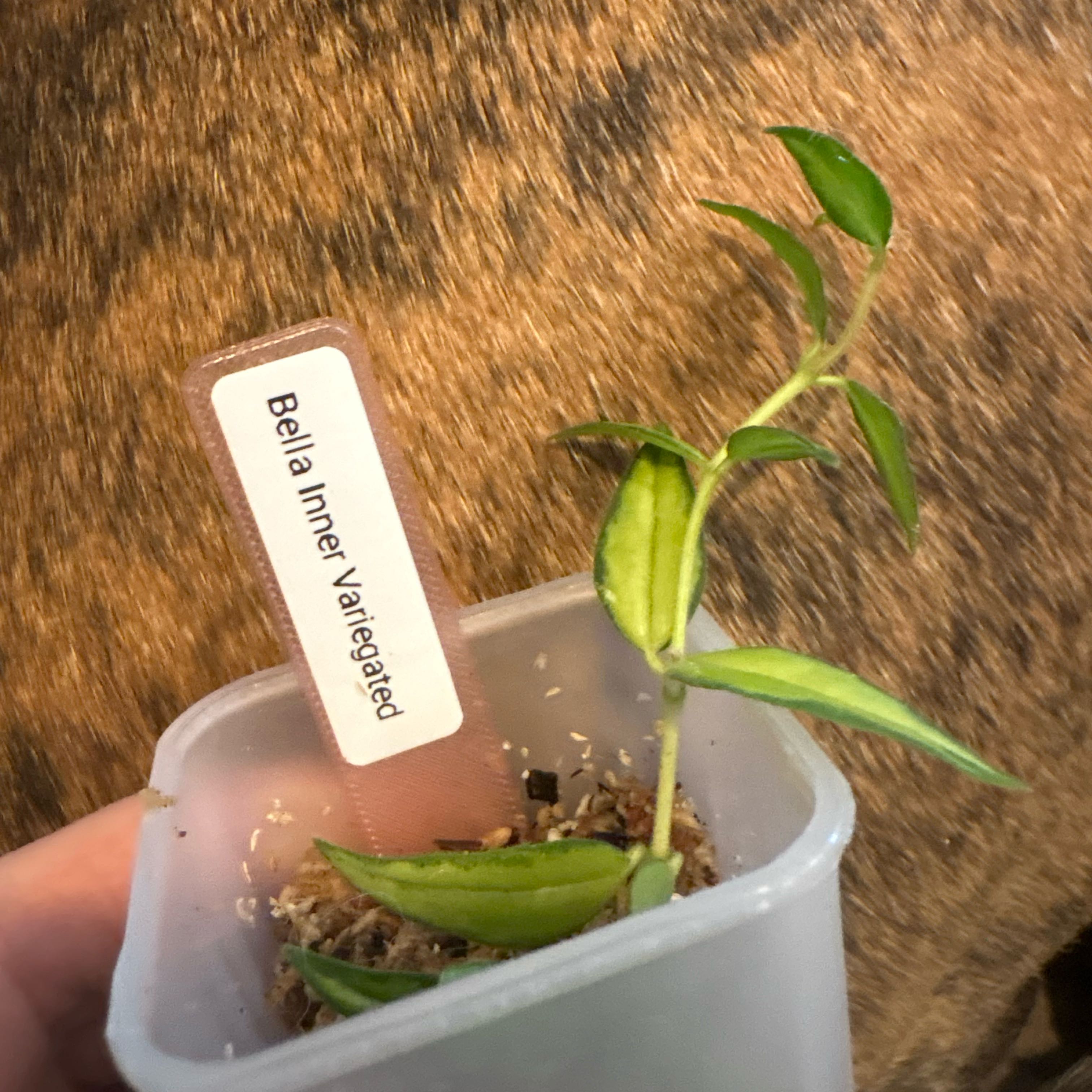 Photo of the plant species Hoya Bella Inner Variegated by @Idplantthat named Einstein on Greg, the plant care app