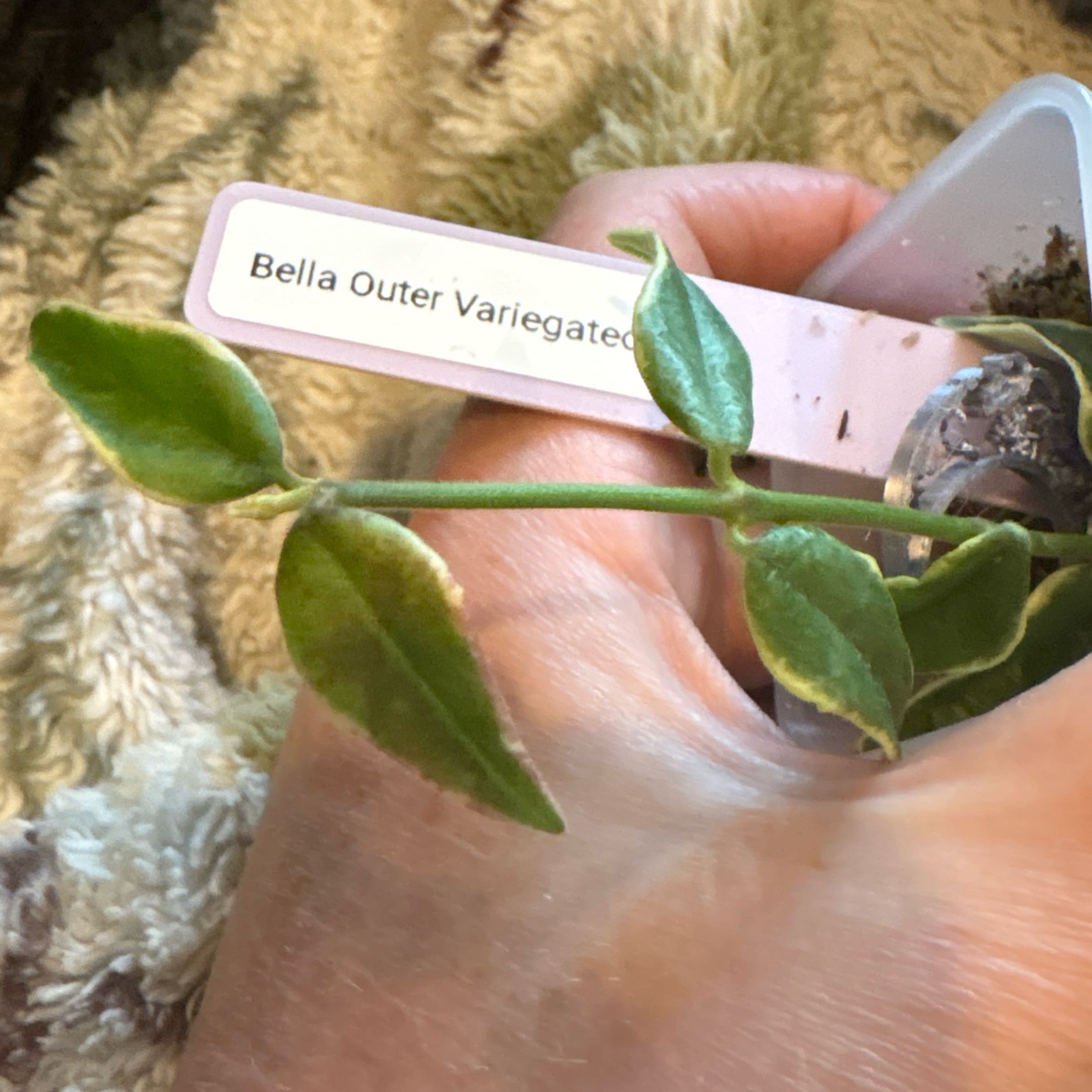 Photo of the plant species Hoya Bella Outer Variegated by @Idplantthat named Fernie Mercury on Greg, the plant care app