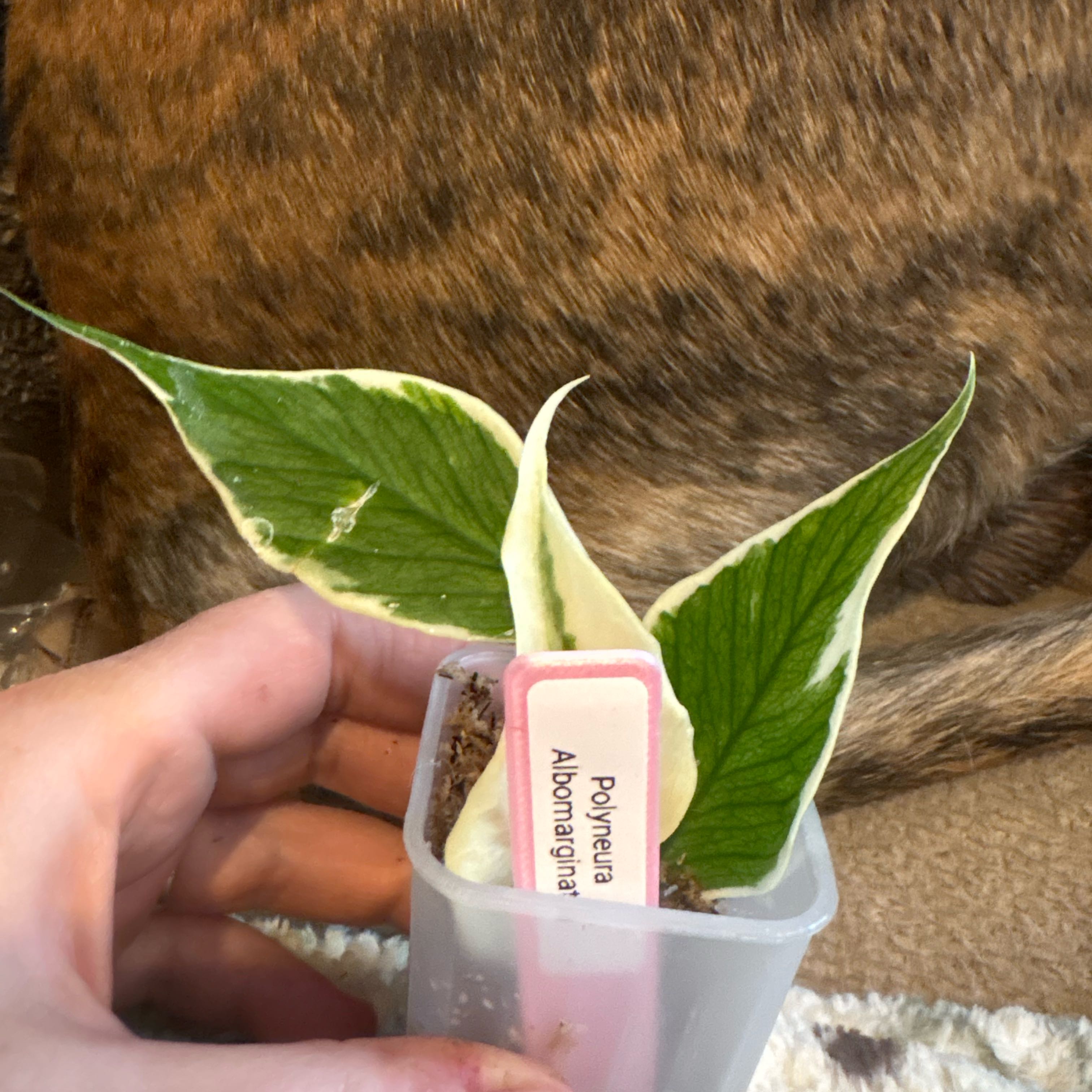 Photo of the plant species Variegated Fishtail Hoya by @Idplantthat named Denali on Greg, the plant care app