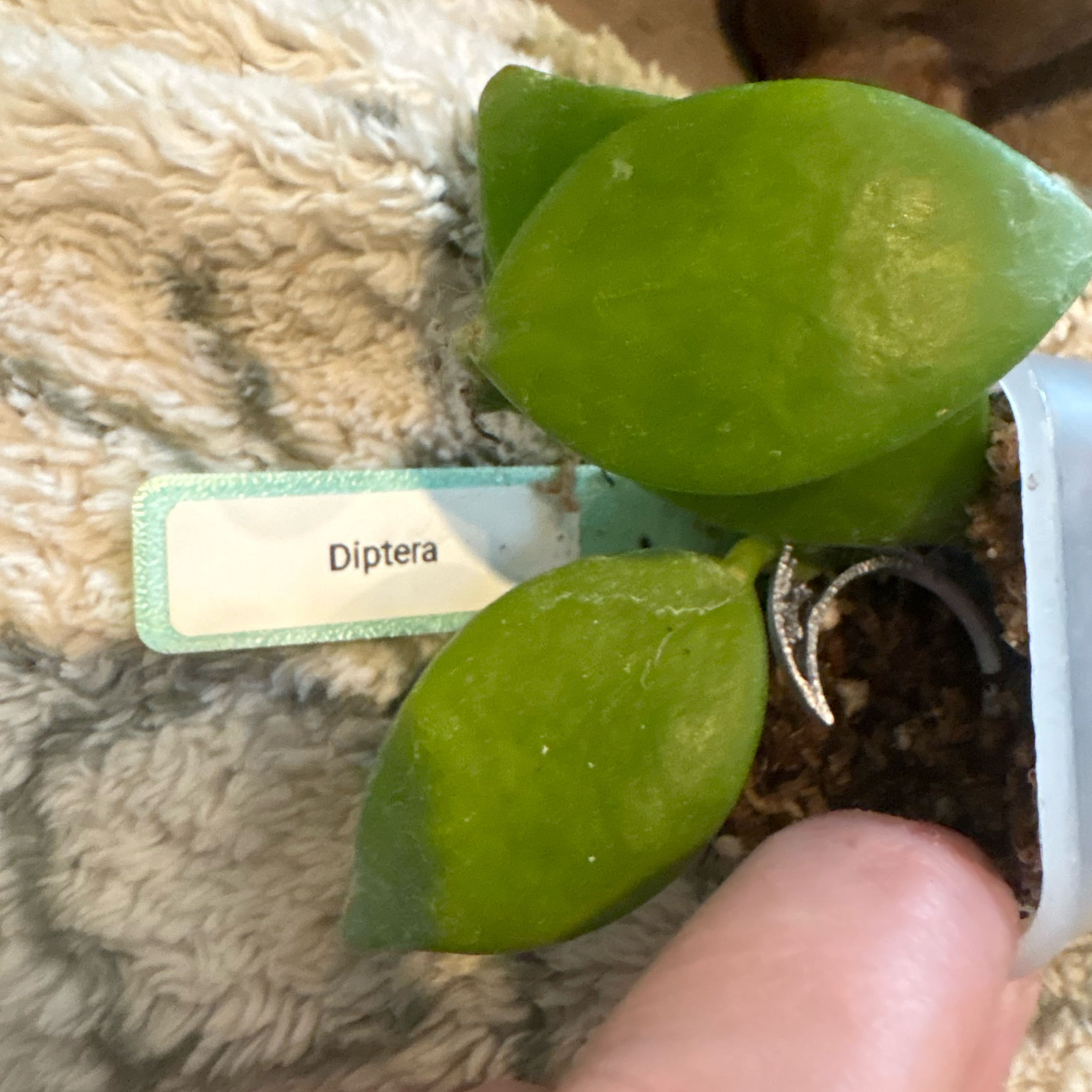 Photo of the plant species Hoya diptera by @Idplantthat named Stella on Greg, the plant care app
