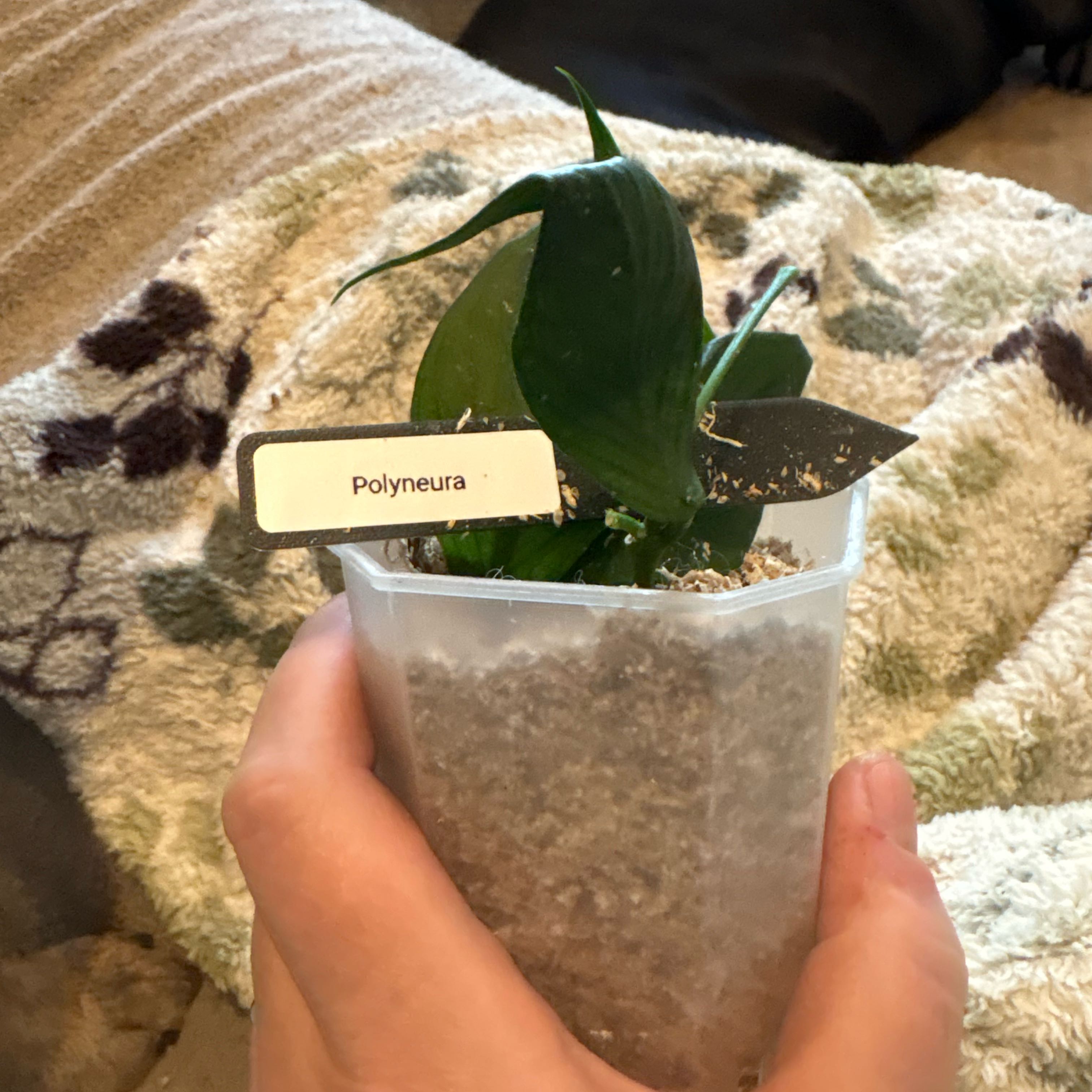 Photo of the plant species Fishtail Hoya by @Idplantthat named Tree Diddy on Greg, the plant care app