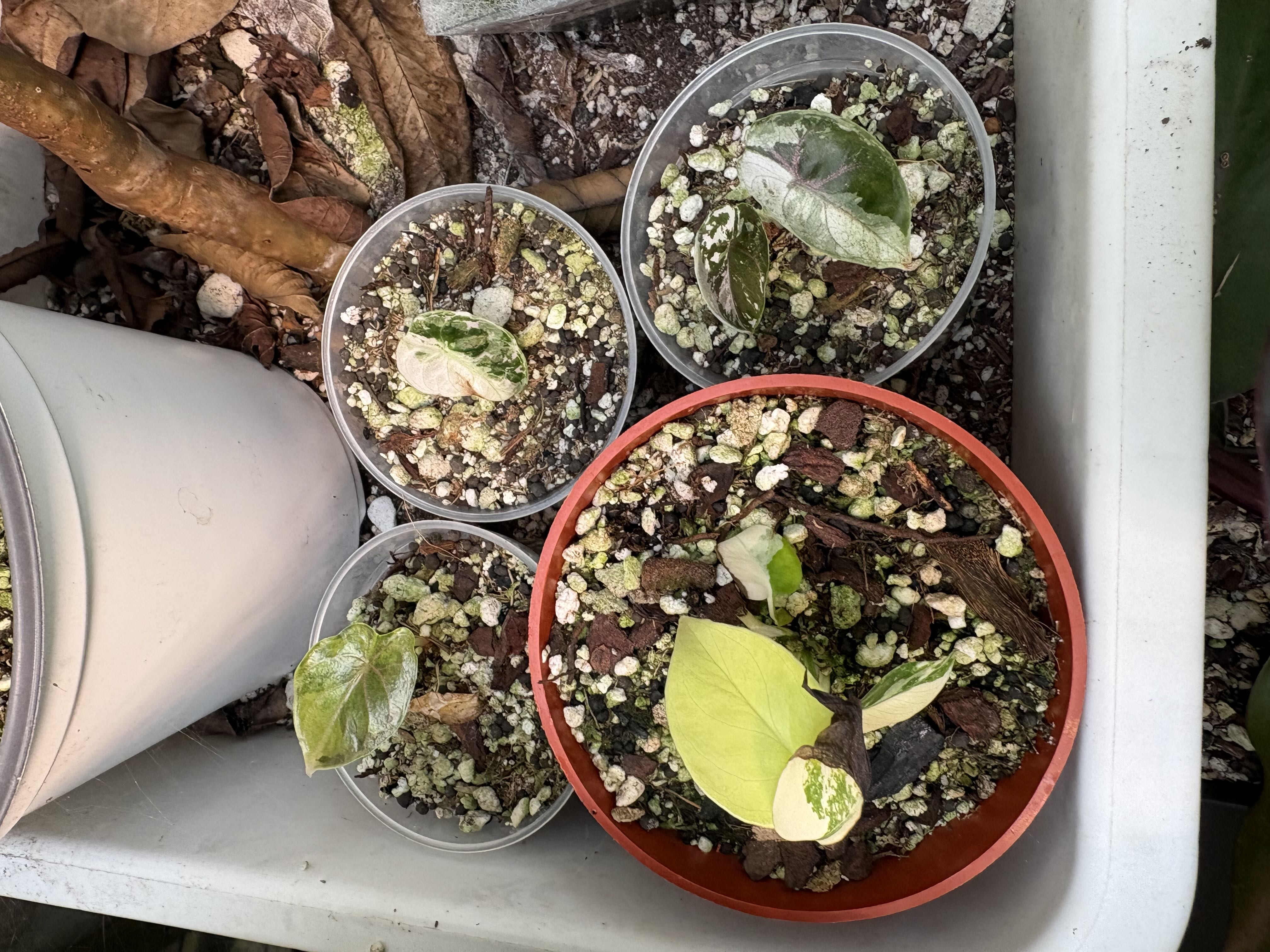 Photo from the post