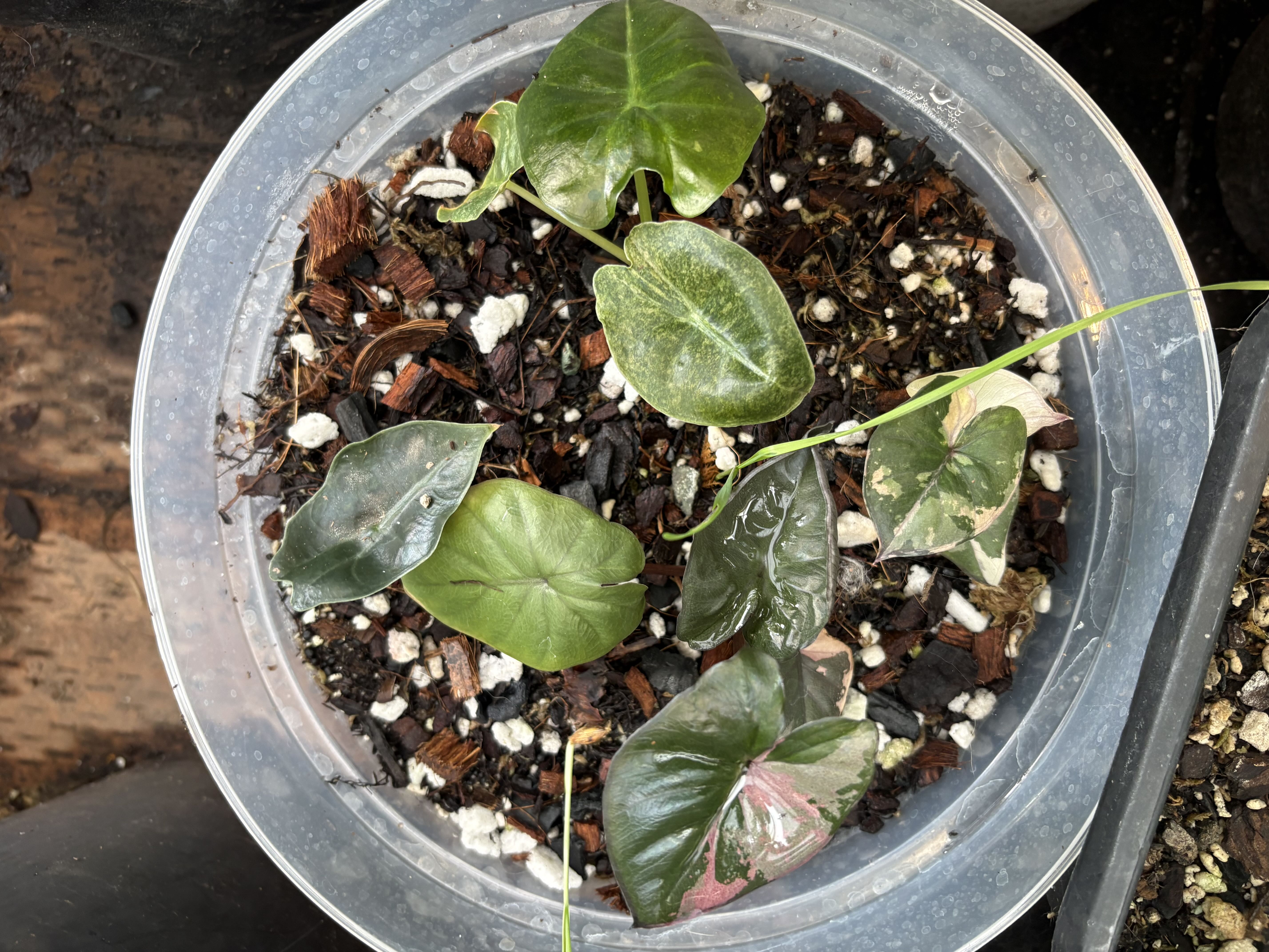 Photo from the post