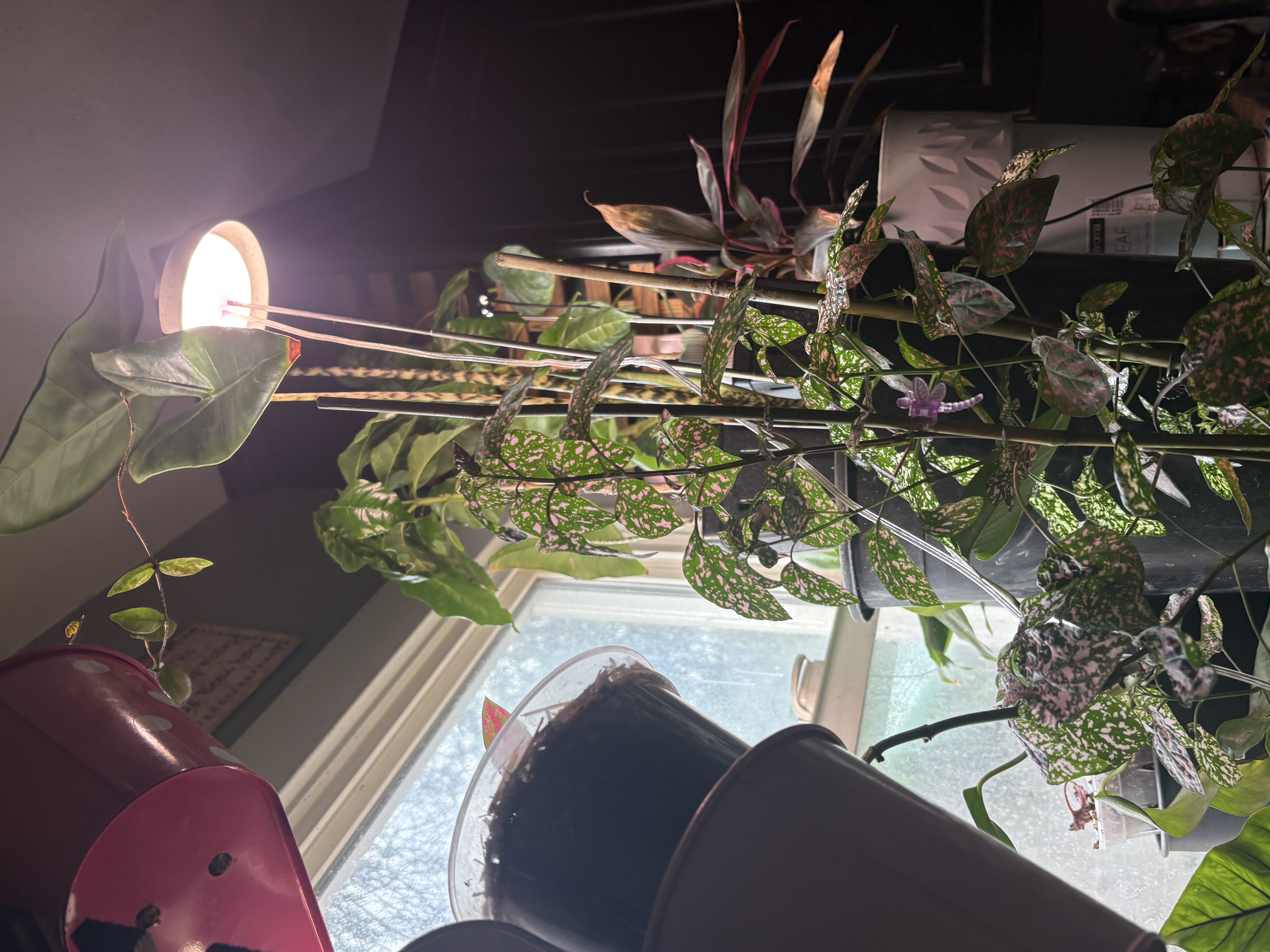 Photo from the post