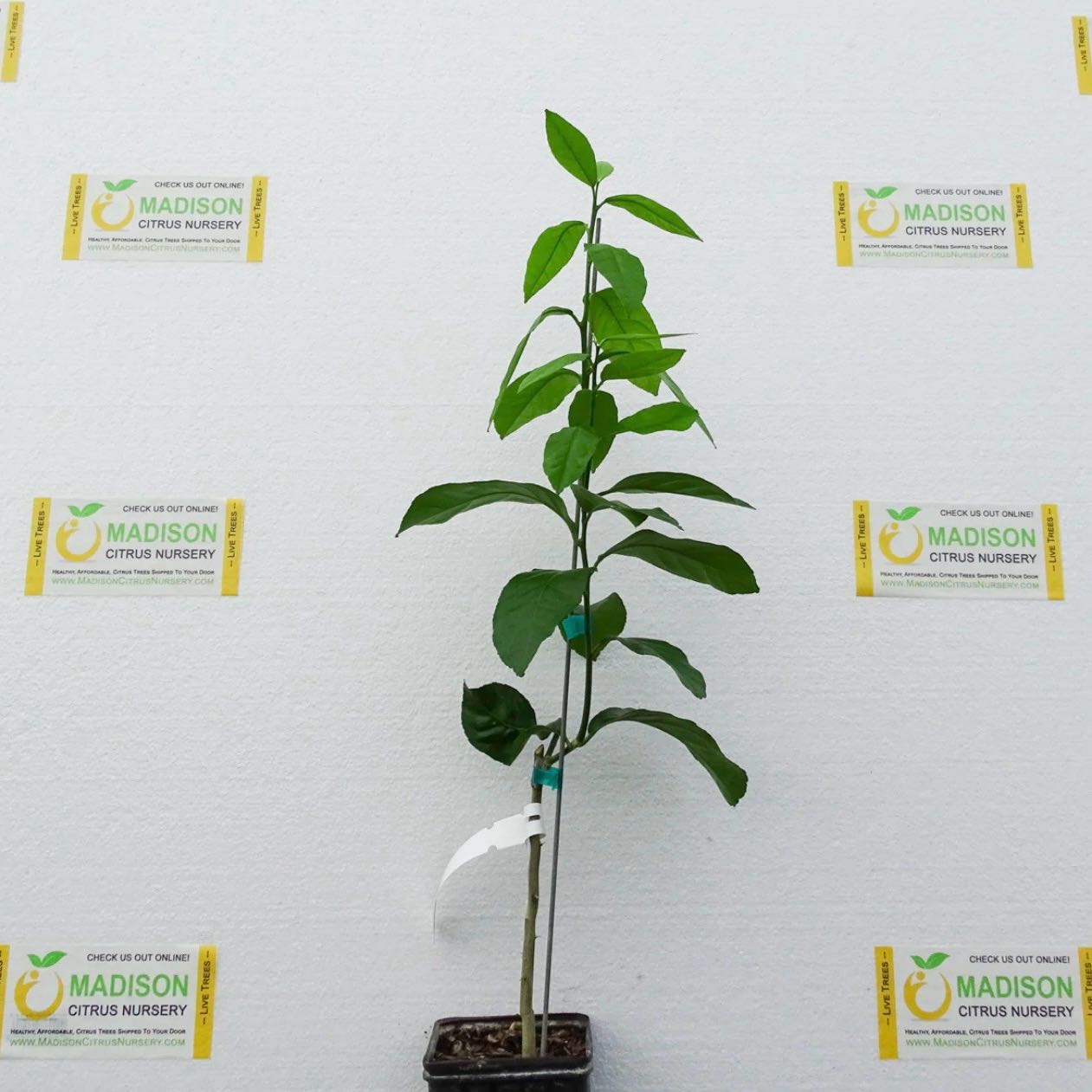 Photo of the plant species Siracusa lemon by @Idplantthat named Aristotle on Greg, the plant care app