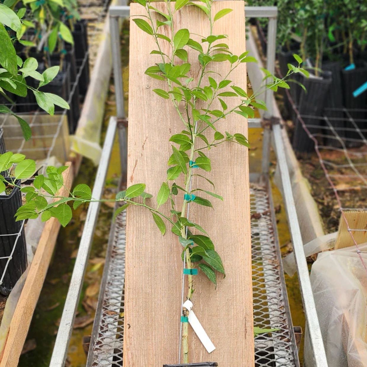 Photo of the plant species Mexican Lime by @Idplantthat named Austen on Greg, the plant care app