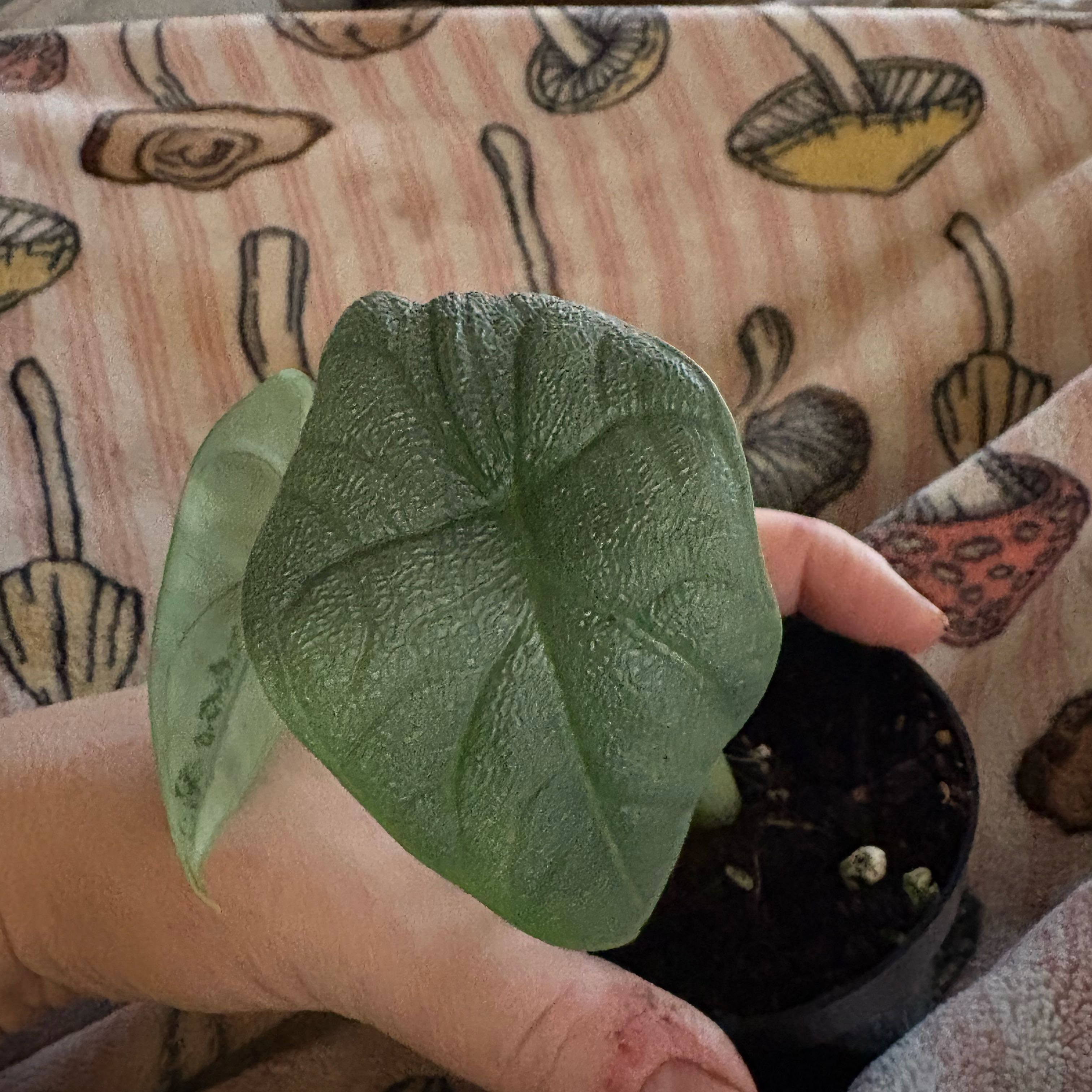 Photo of the plant species Alocasia Melo by @Idplantthat named Doja Cat on Greg, the plant care app