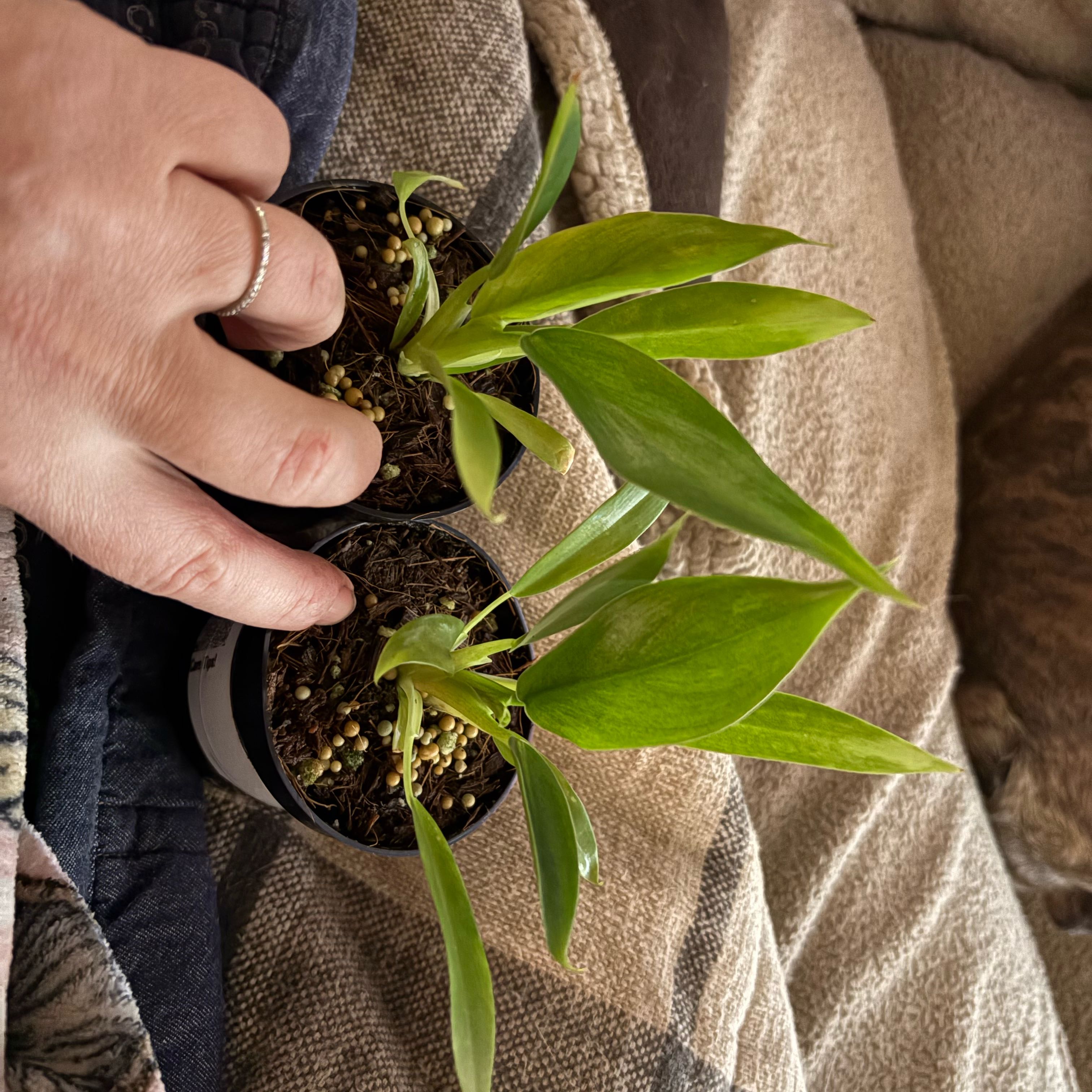 Photo of the plant species Philodendron Ruizii by @Idplantthat named Muhammad Ali on Greg, the plant care app