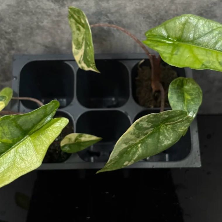Photo of the plant species Var Aurea Metallic Blue Heterophylla Alocasia by @Idplantthat named Luna on Greg, the plant care app