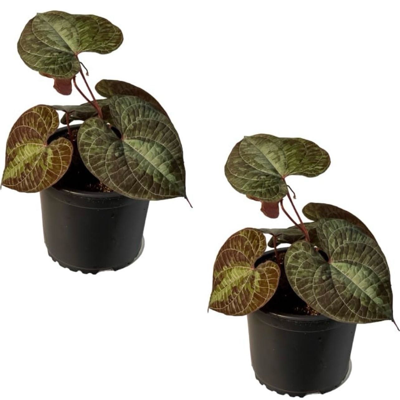 Photo of the plant species Dios Cori Plant by @Idplantthat named Messi on Greg, the plant care app