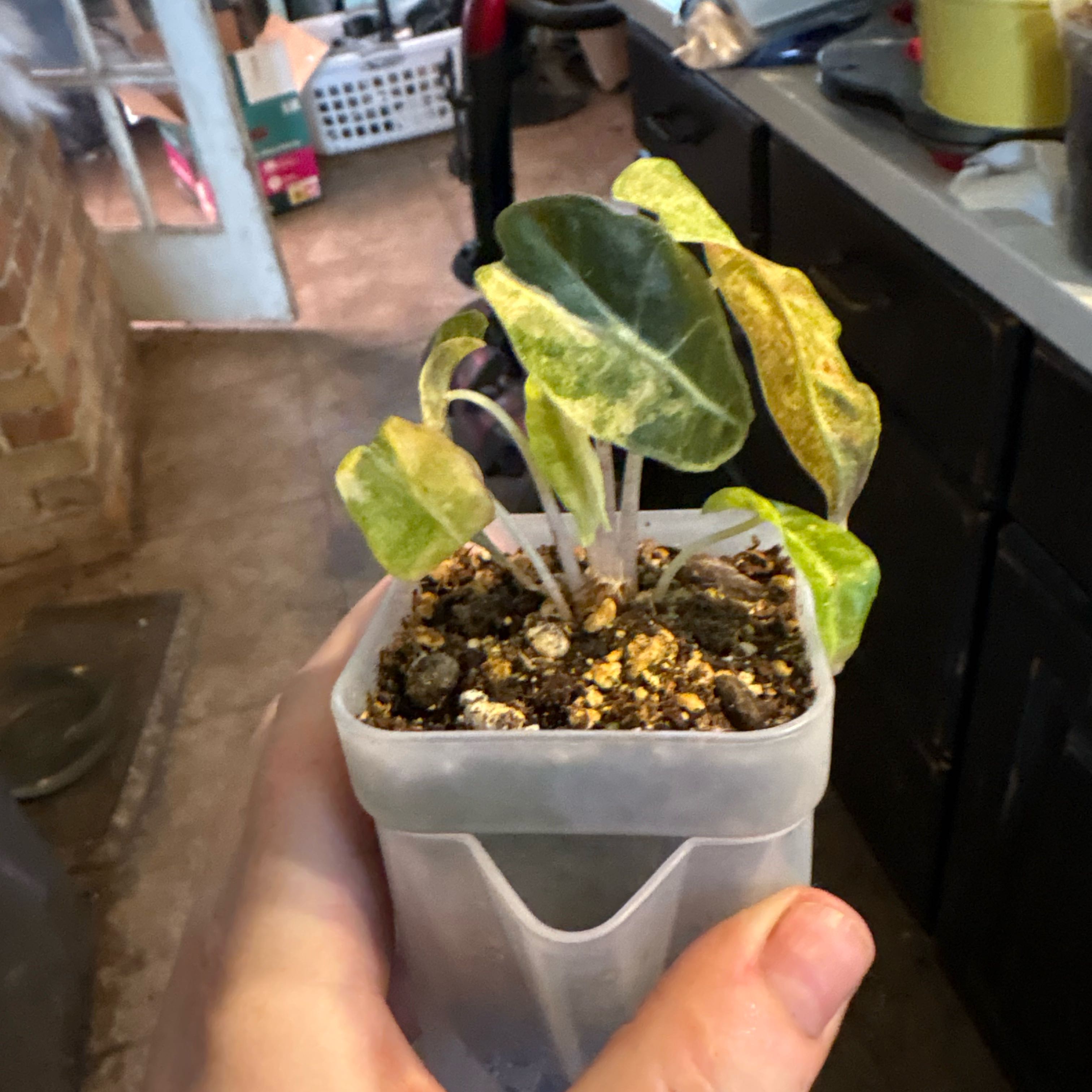 Photo of the plant species Alocasia 'Bambino' Aurea by @Idplantthat named Huckleberry Fern on Greg, the plant care app