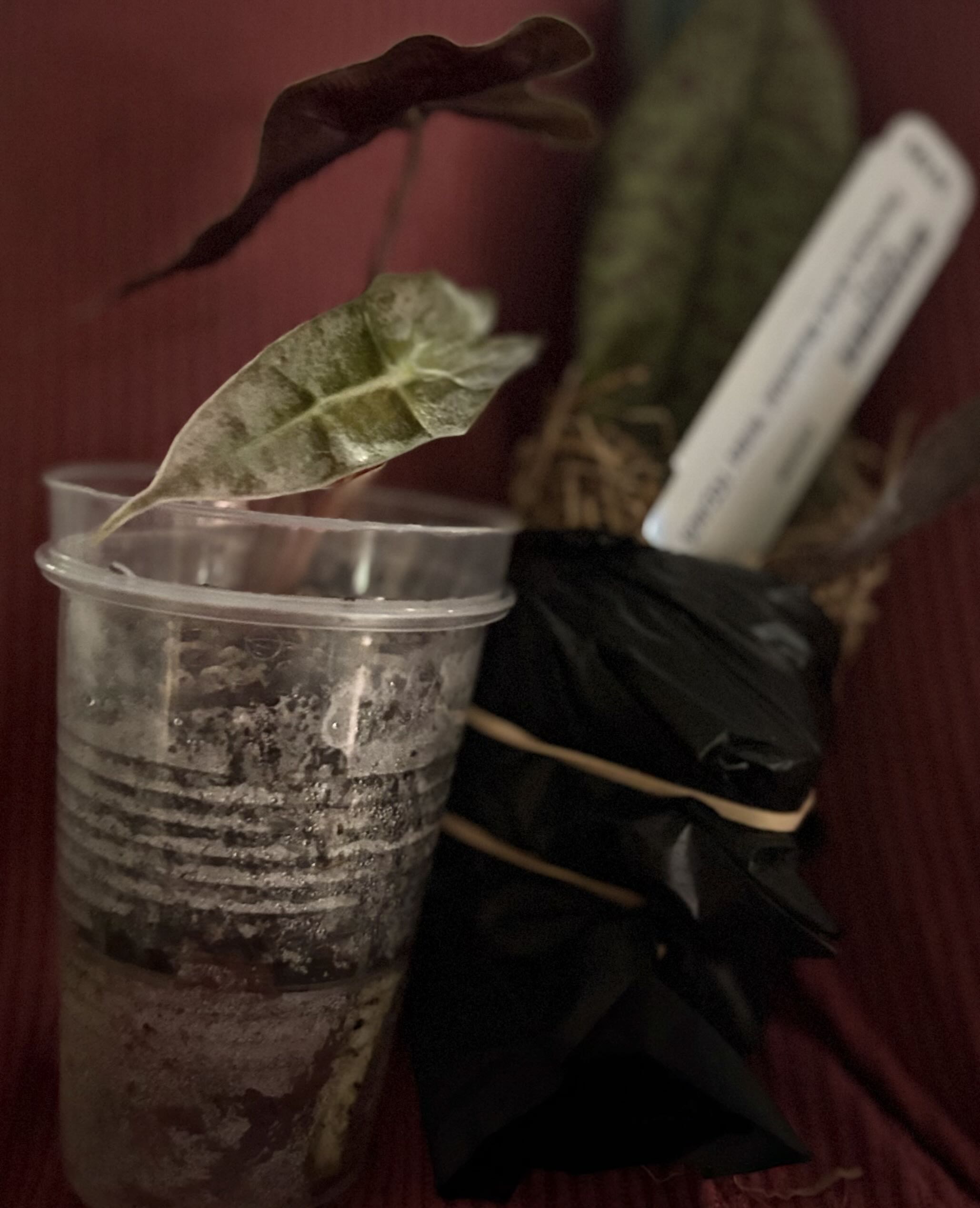 Photo from the post