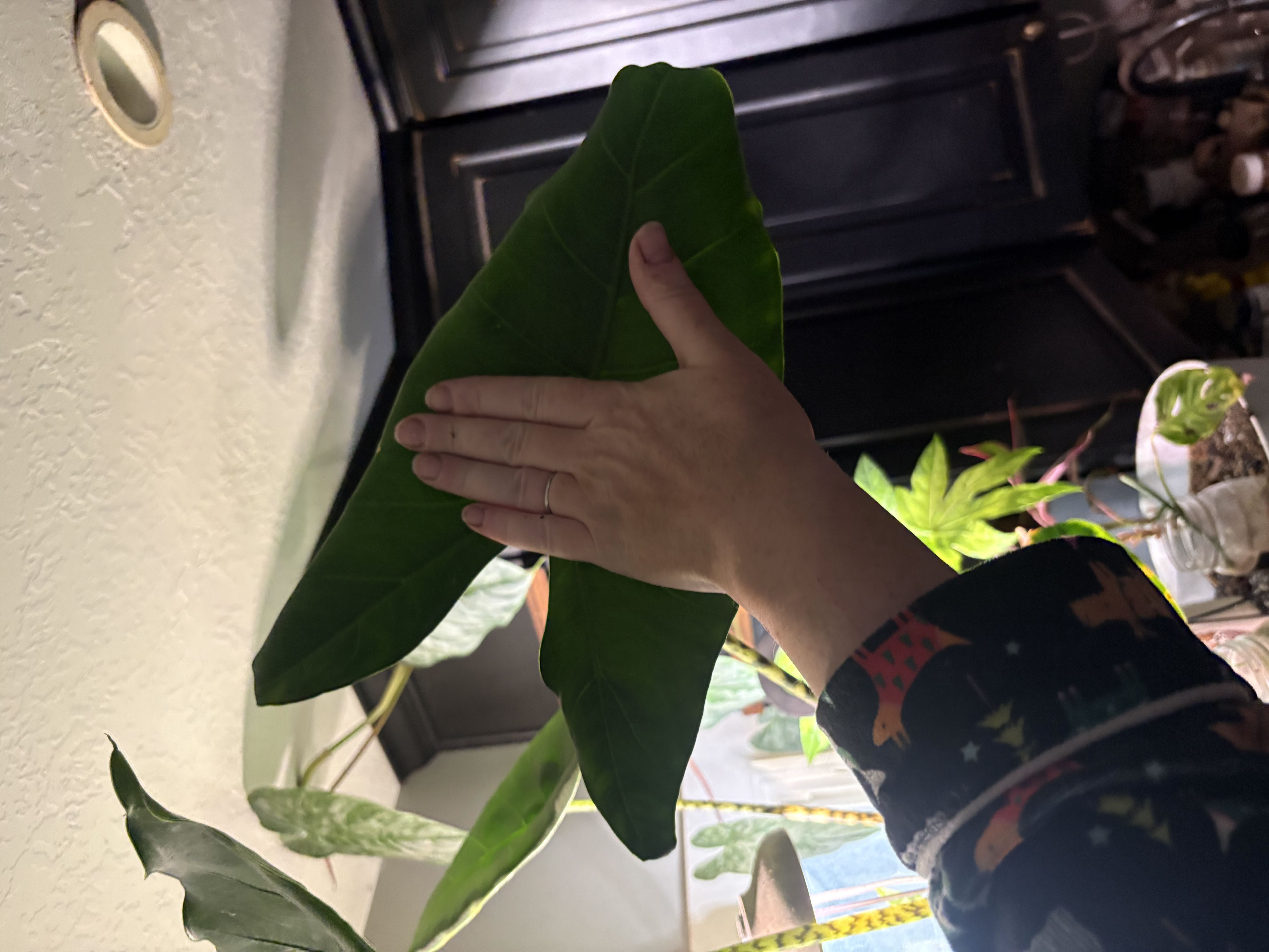 Photo from the post