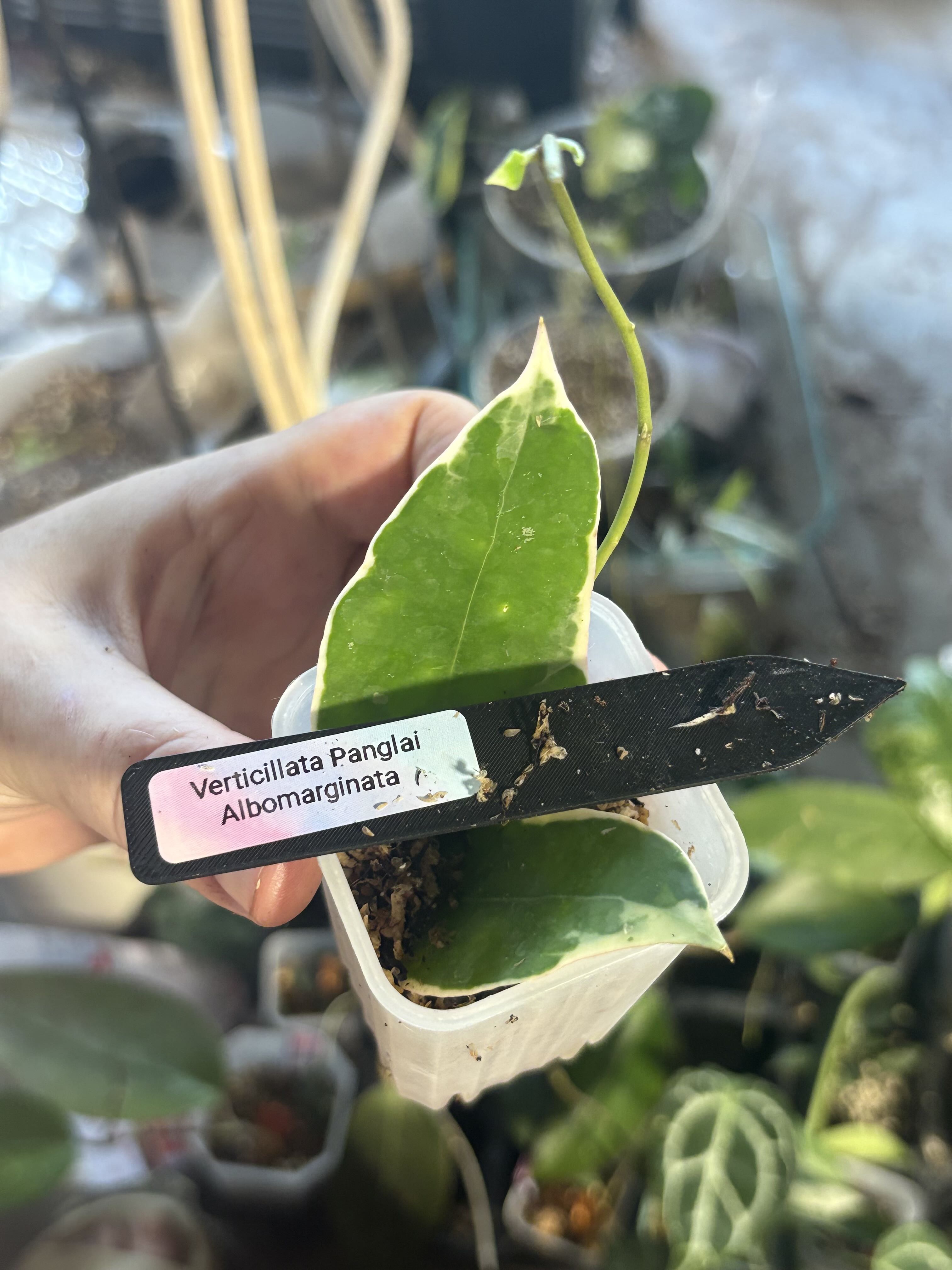 Photo from the post