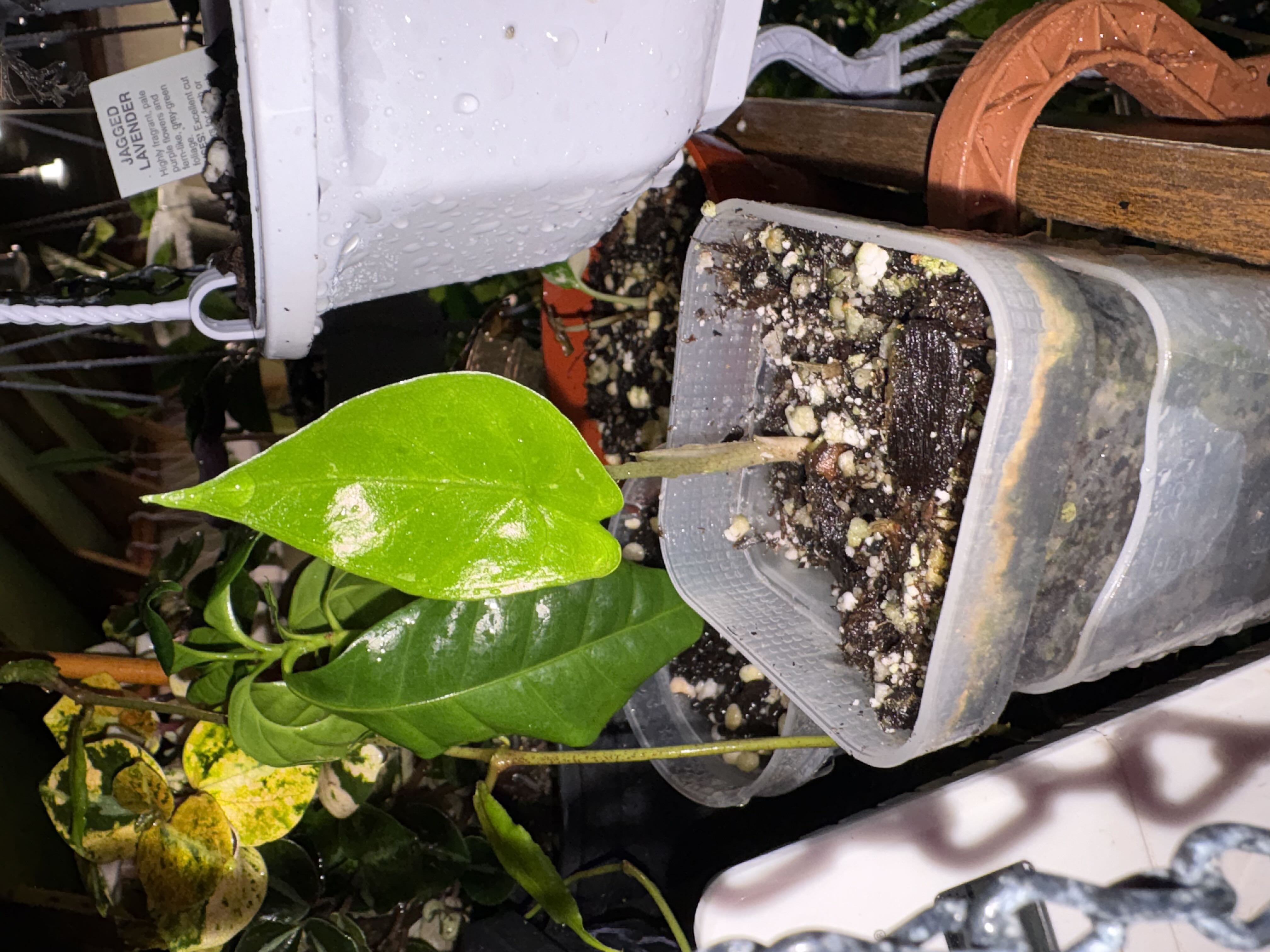 Photo from the post