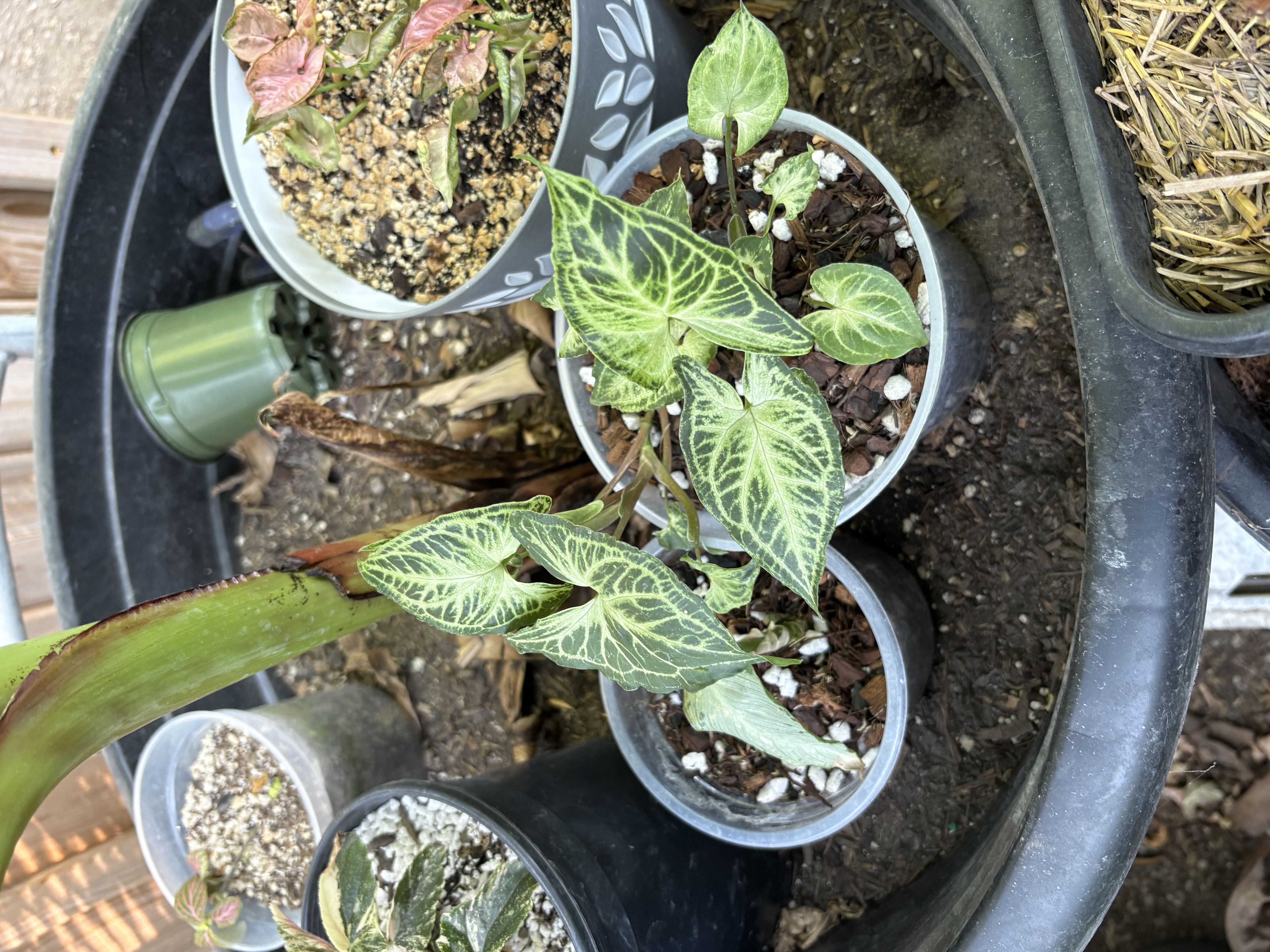Photo from the post