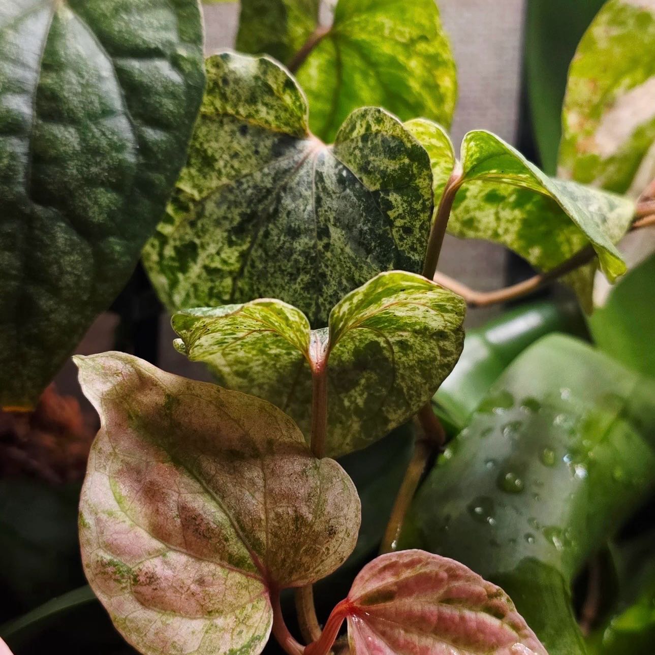 Photo of the plant species Black Pepper Vine by @Idplantthat named Leaf Erickson on Greg, the plant care app