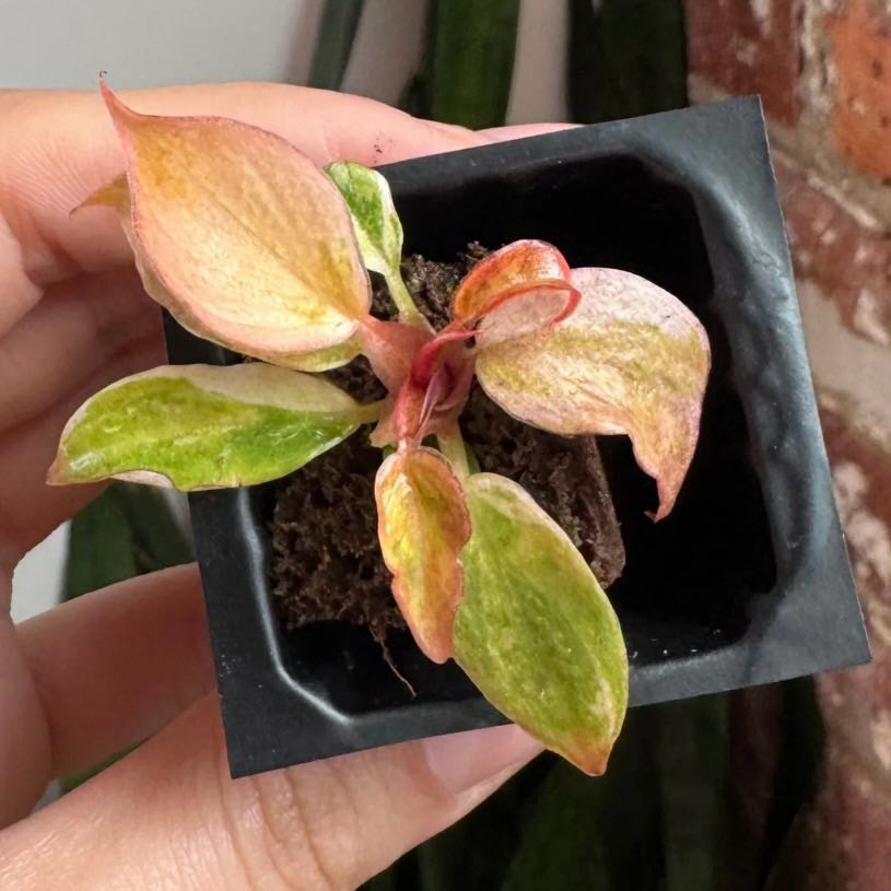 Photo of the plant species Caramel Marble Fire Tiger Philodendron by @Idplantthat named Sanders on Greg, the plant care app