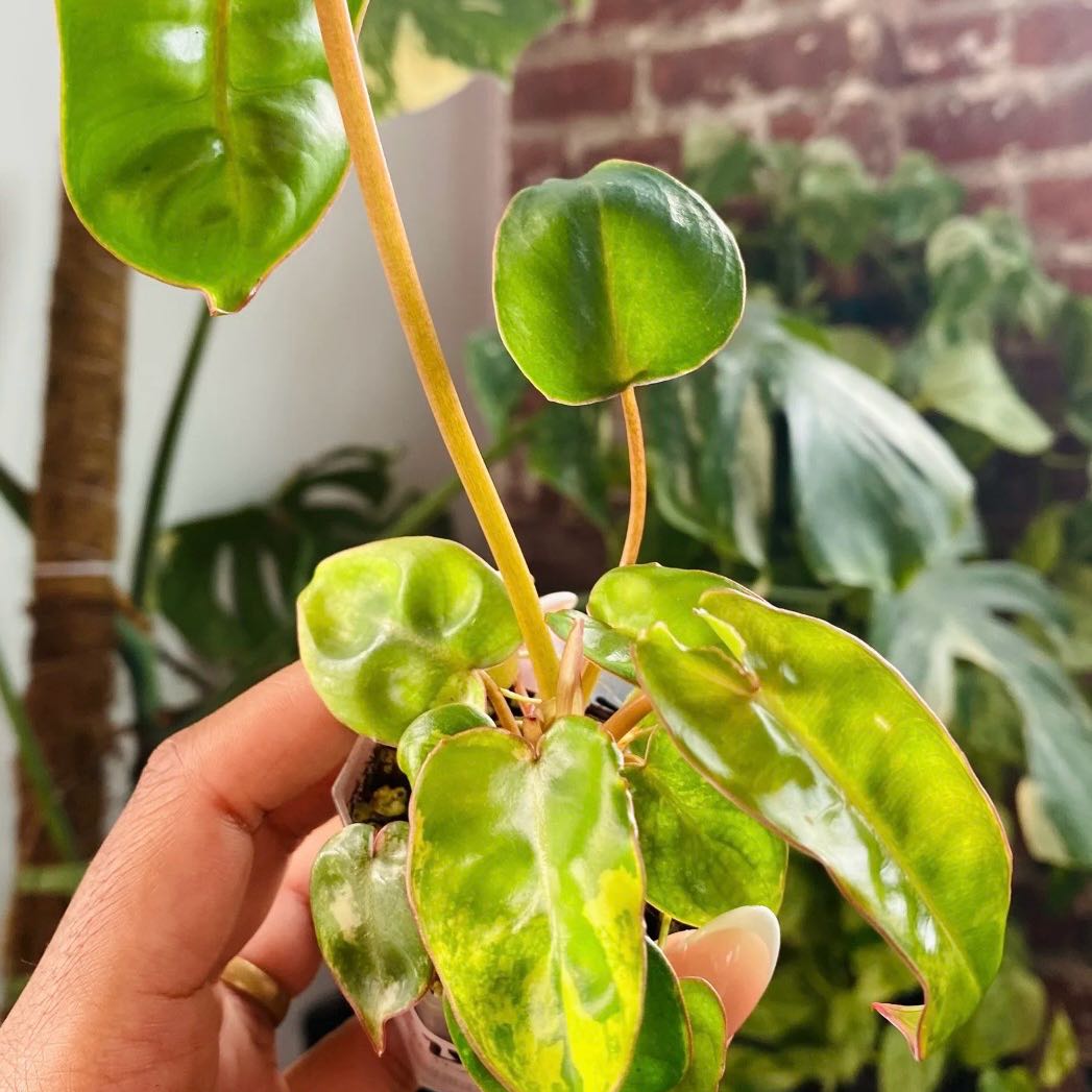 Photo of the plant species Variegated Philodendron Billietiae by @Idplantthat named Forrest on Greg, the plant care app