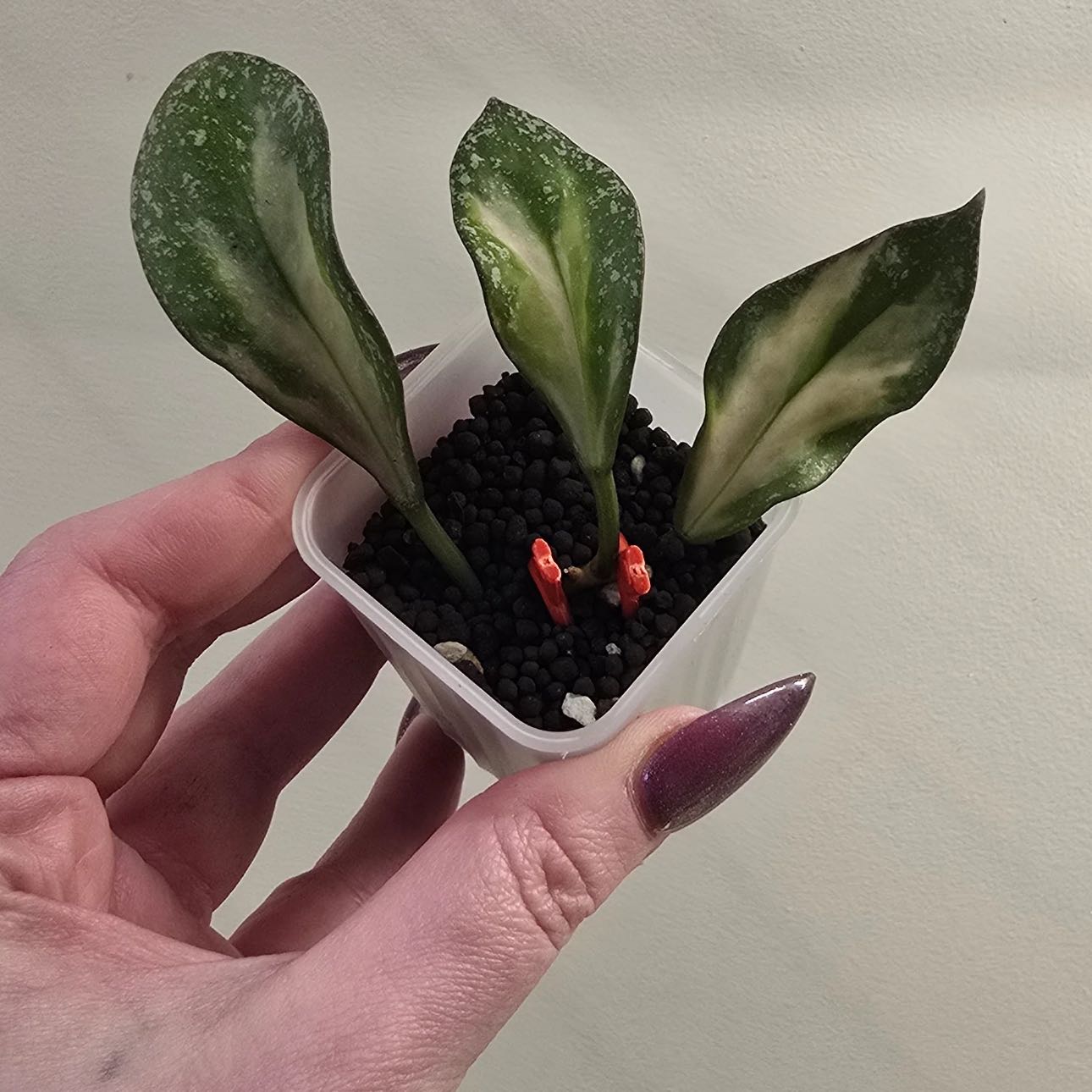 Photo of the plant species Hoya Nabawanensis Variegated by @Idplantthat named Harry on Greg, the plant care app