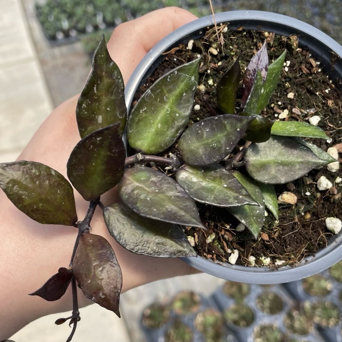 Photo of the plant species Hoya krohniana black by @Idplantthat named Naomi on Greg, the plant care app