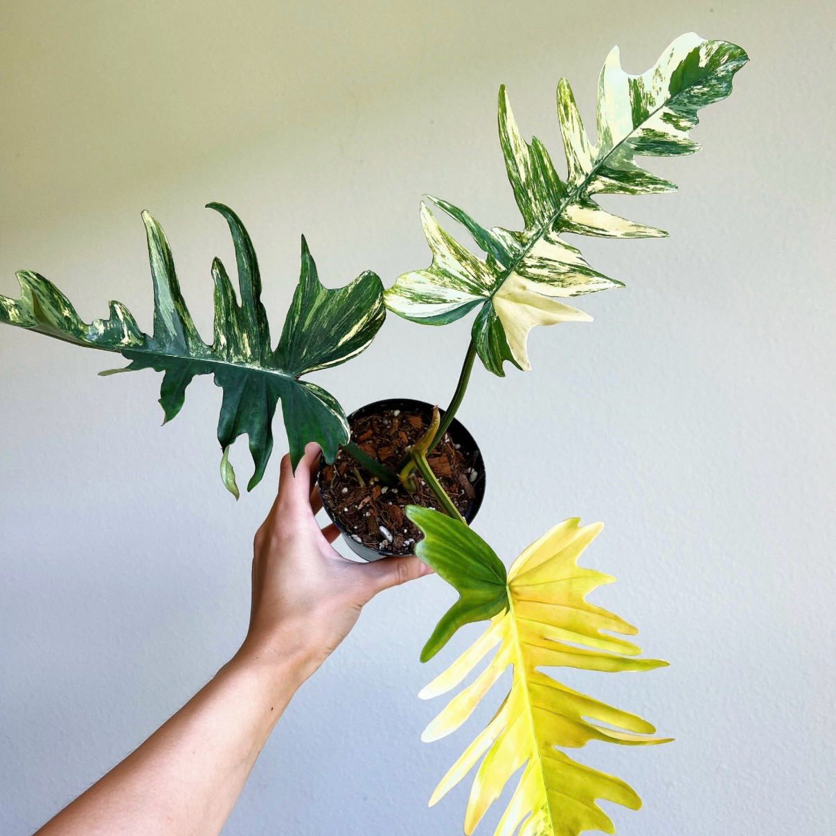 Photo of the plant species Philodendron 'Florida x Tortum' by @Idplantthat named Darwin on Greg, the plant care app