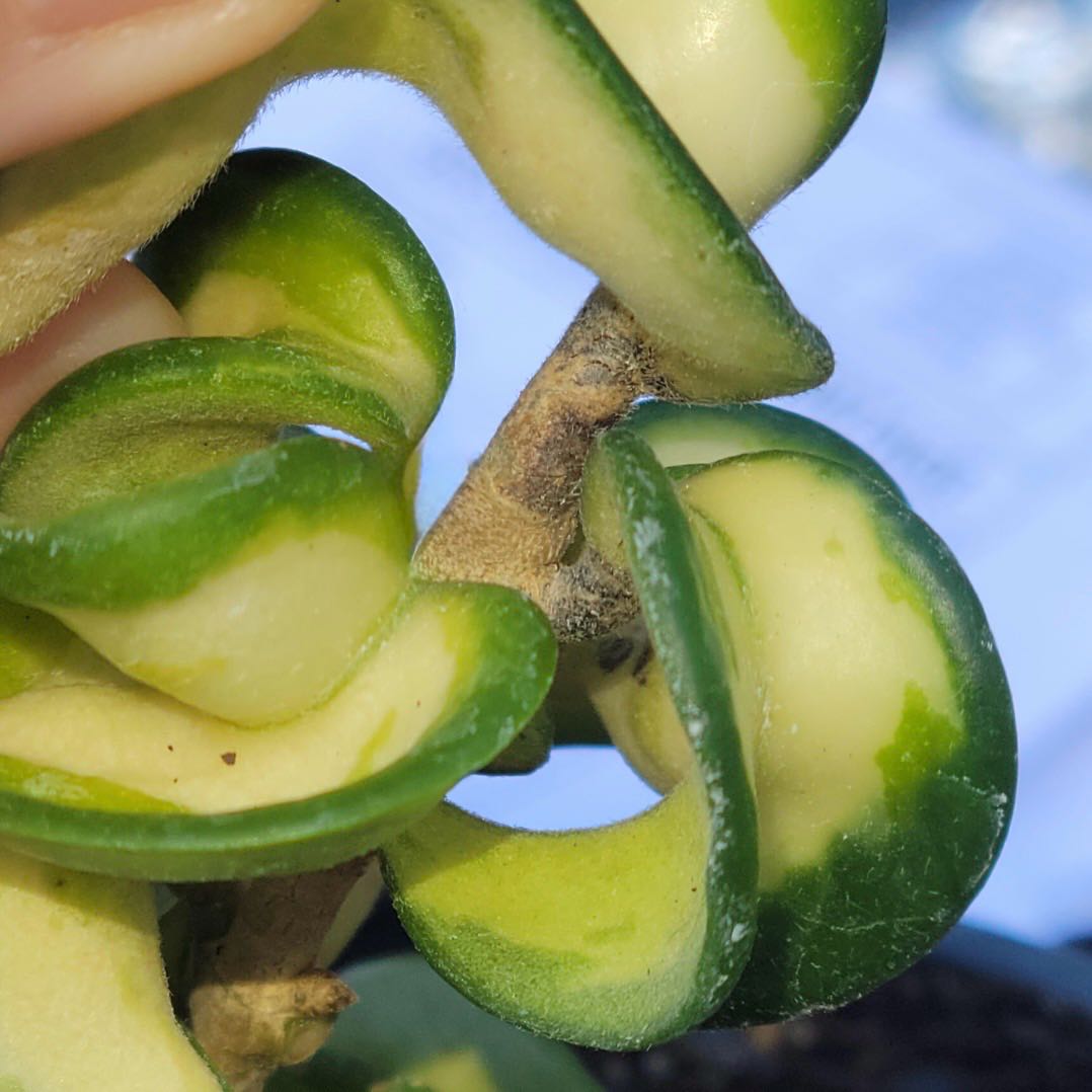 Photo of the plant species Hoya 'Mauna Loa' by @Idplantthat named Forrest on Greg, the plant care app